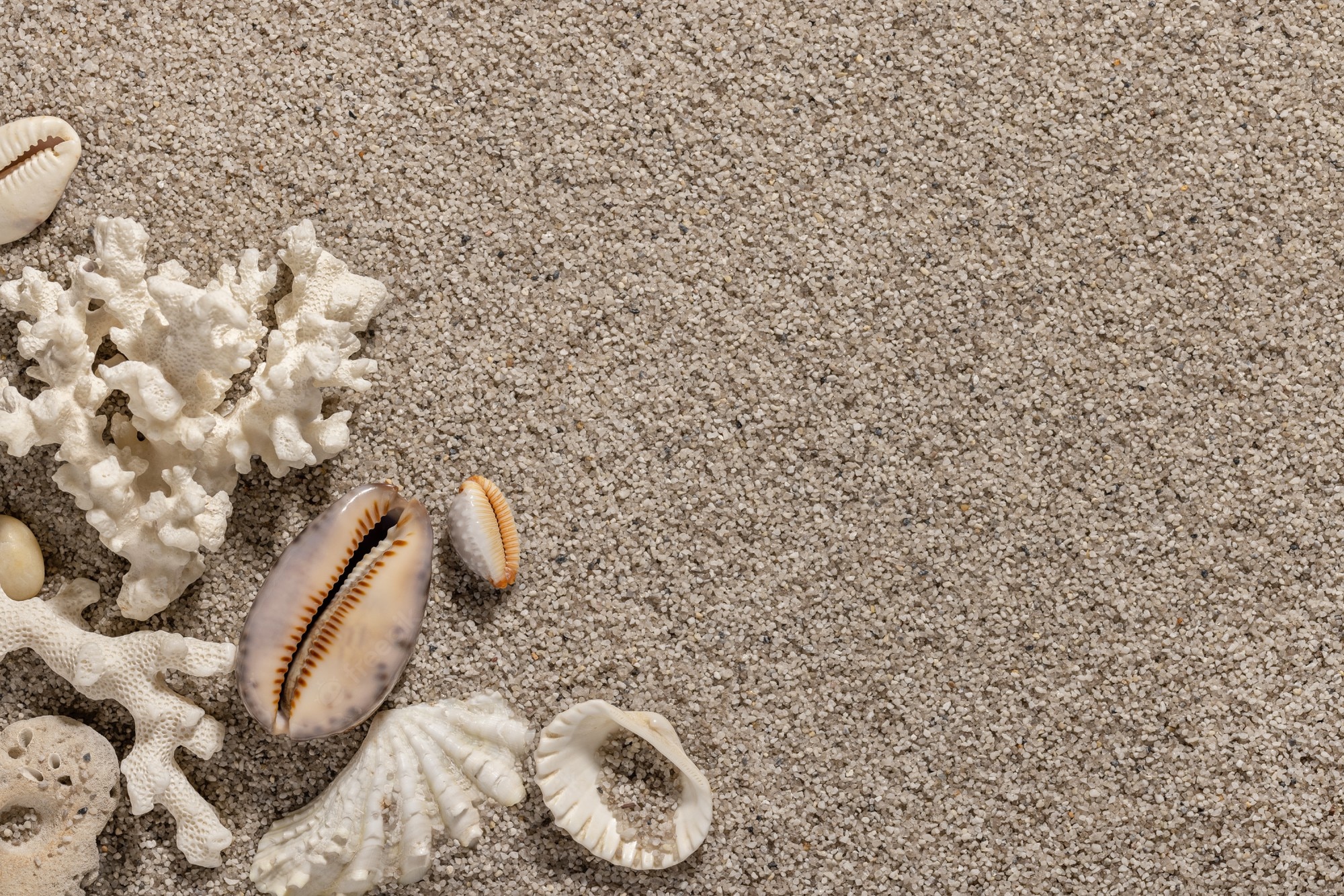 Premium Photo. Sea shells on clean sand summer beach background and wallpaper concept copy space