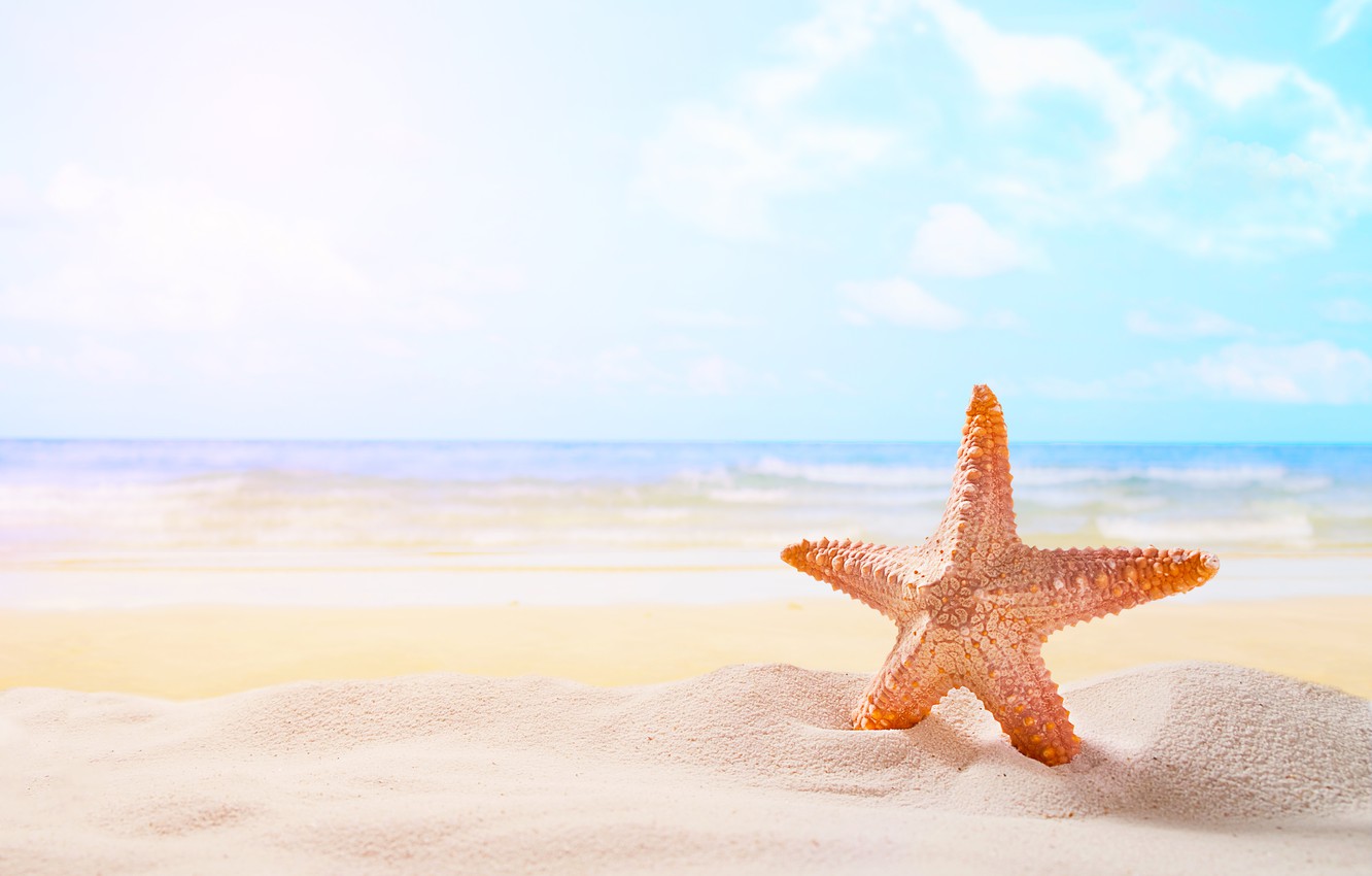 Wallpaper sand, sea, beach, star, summer, beach, sea, sand, starfish image for desktop, section природа