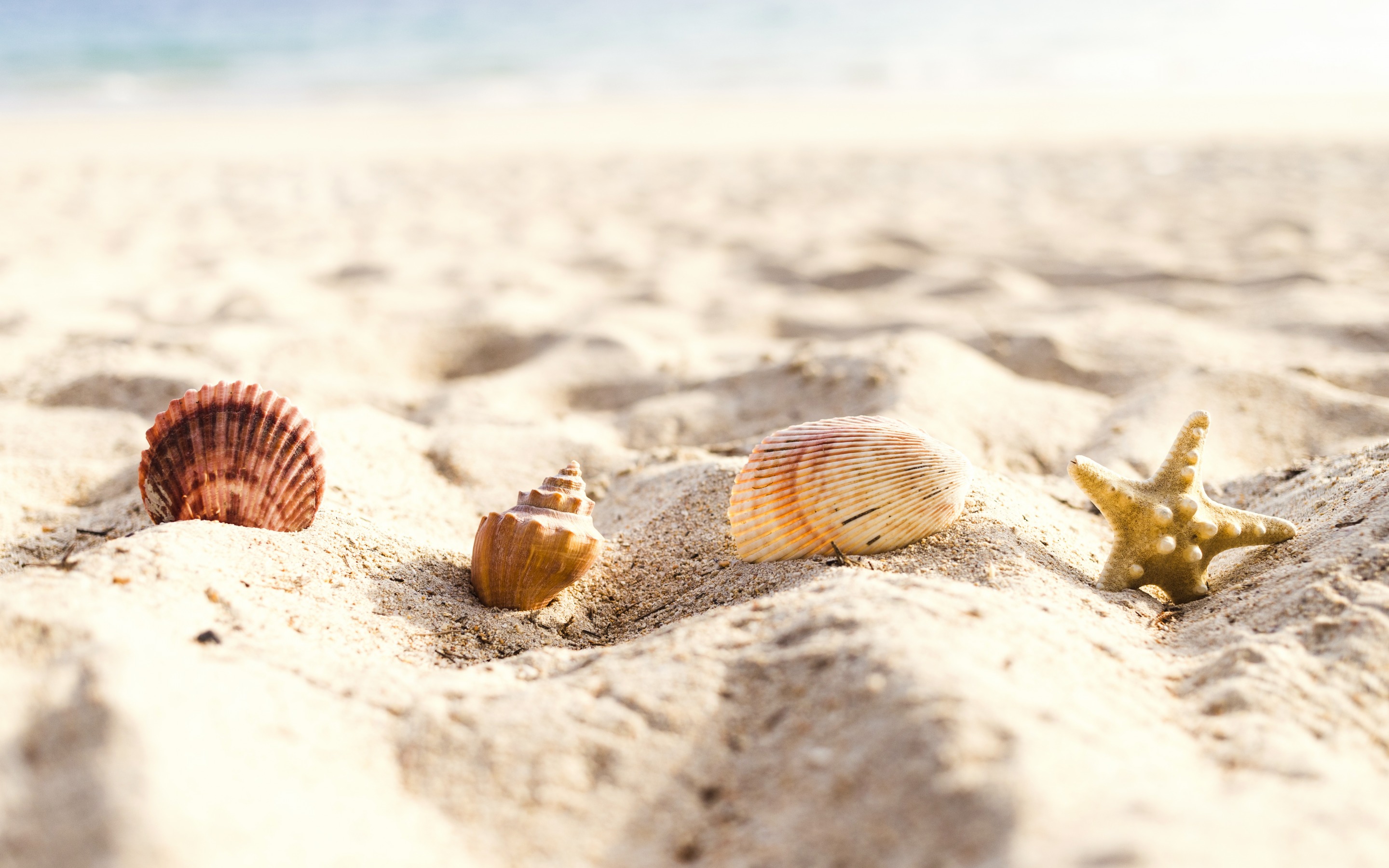 Download wallpaper seashells in the sand, beach, summer, sand, coast, sea, summer travel concepts for desktop with resolution 2880x1800. High Quality HD picture wallpaper