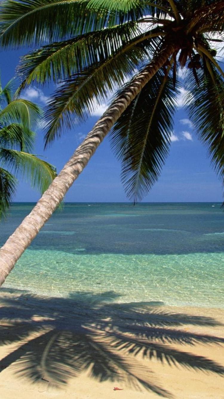 Free download coconut palm trees seascapes dominican republic wallpaper 16261 [750x1334] for your Desktop, Mobile & Tablet. Explore Dominican Republic Wallpaper Desktop. Dominican Flag Wallpaper, Dominican Wallpaper, Dominican Republic Desktop