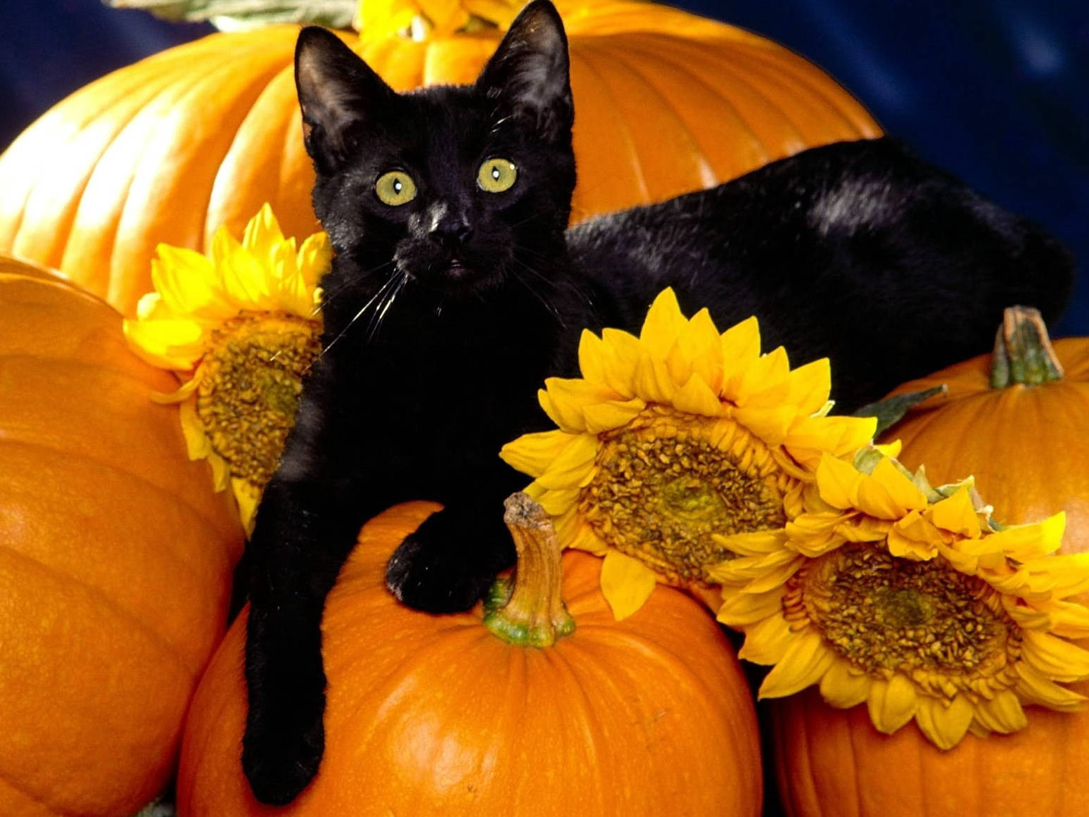 Download Cute Halloween Black Cat On Pumpkins Wallpaper