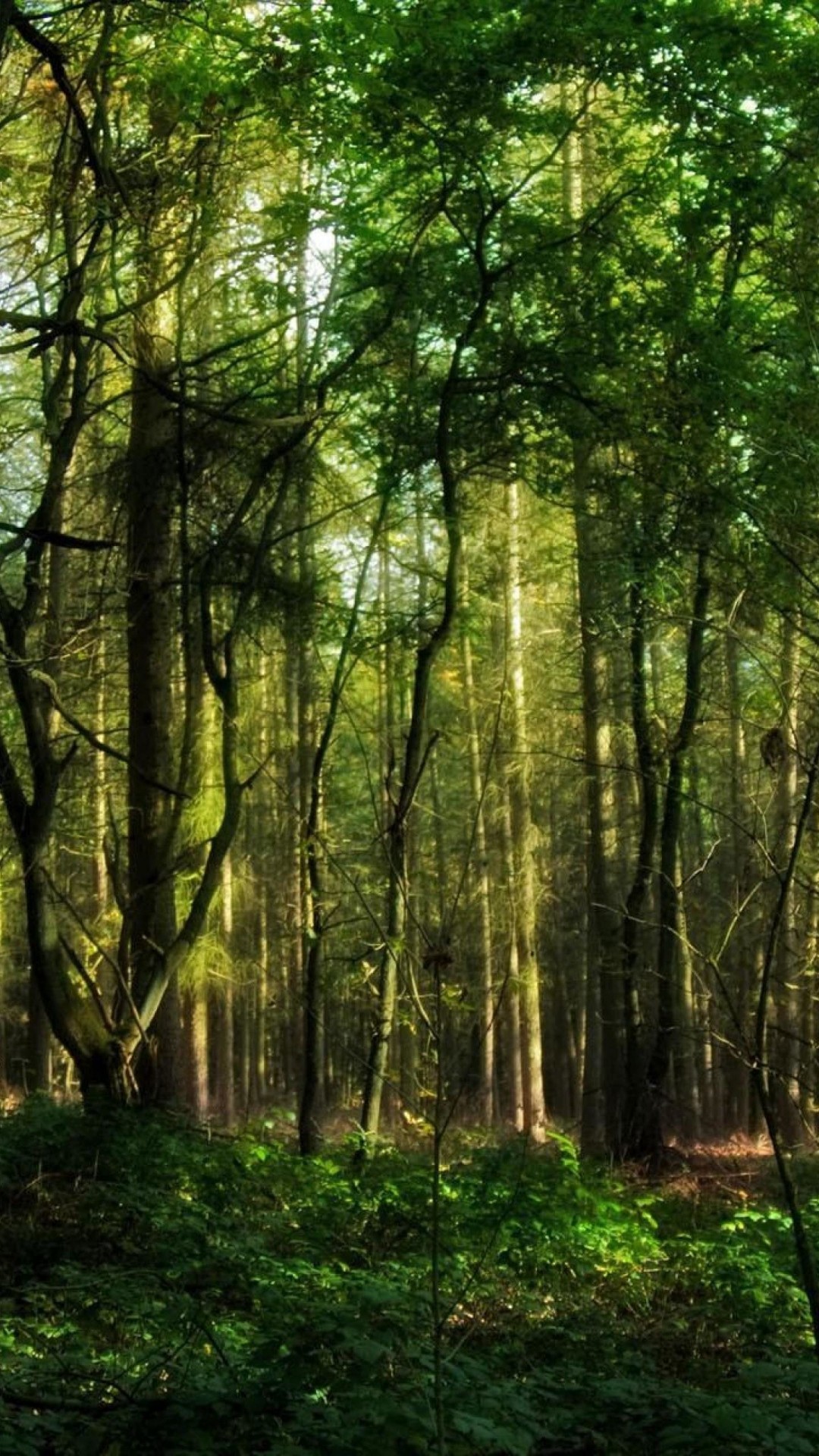 Forest HD Wallpaper for Google Pixel