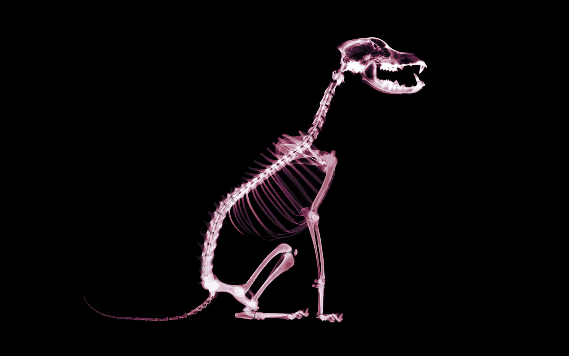 Free download Skeleton dog wallpaper and image wallpaper picture photo [1920x1200] for your Desktop, Mobile & Tablet. Explore Funny Skeleton Wallpaperd Skull Wallpaper, Free Skull Wallpaper, Skull Wallpaper For Desktop