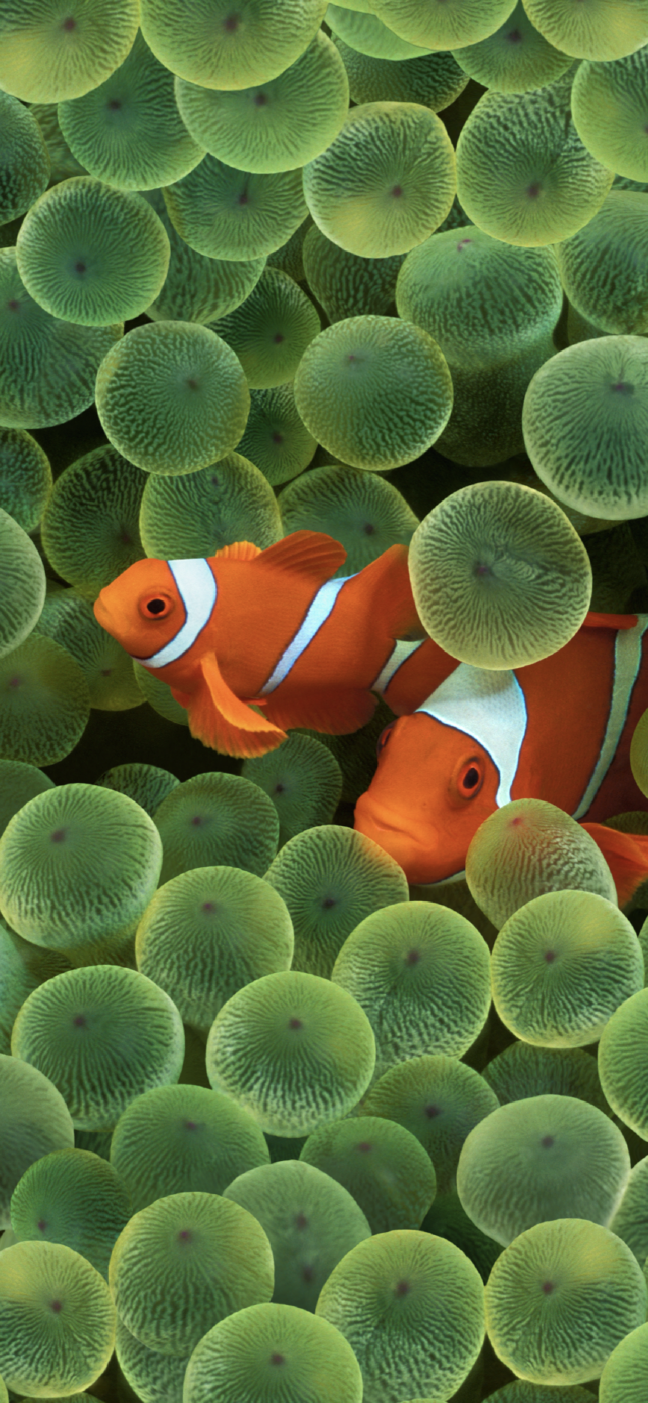 iOS 16 includes clownfish wallpaper from original iPhone