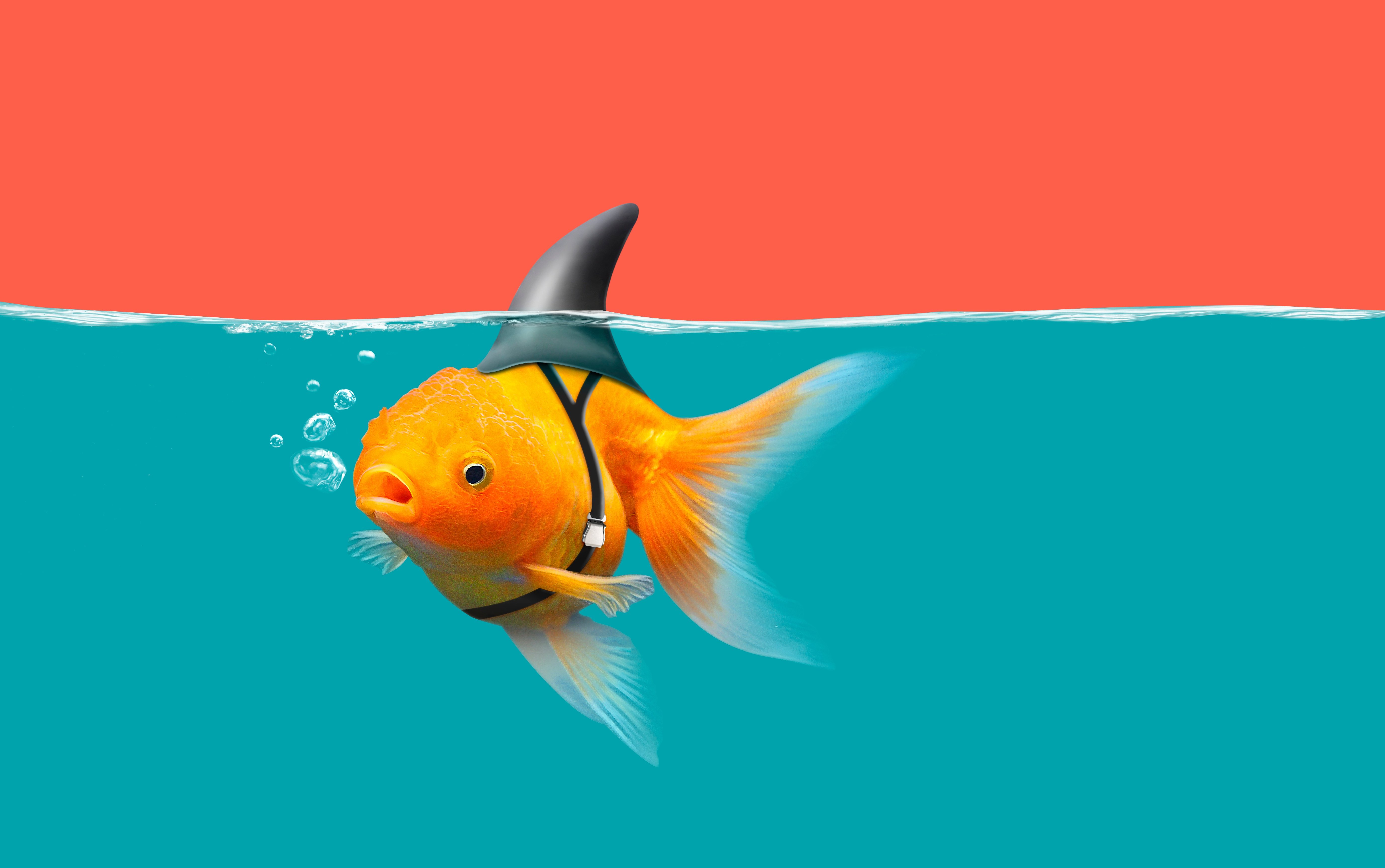 4K Fish Wallpaper and Background Image
