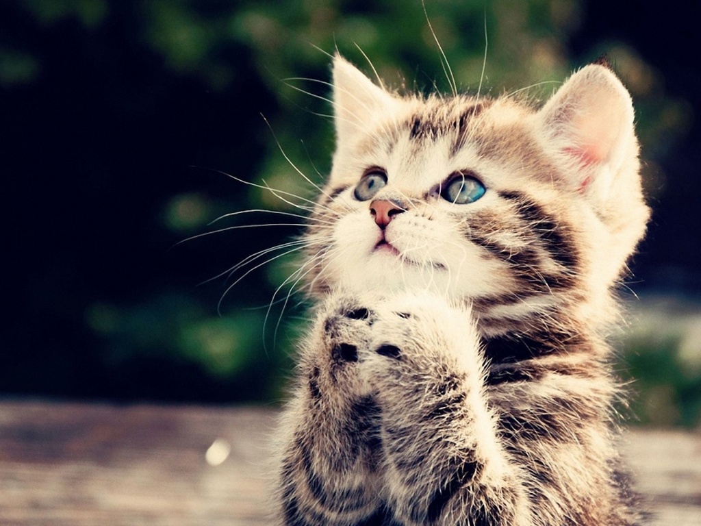 Free download 1024x768 Cute Kitten desktop PC and Mac wallpaper [1024x768] for your Desktop, Mobile & Tablet. Explore Cute Kittens Wallpaper. Cute Wallpaper, Kittens Wallpaper, Cute Cats Wallpaper