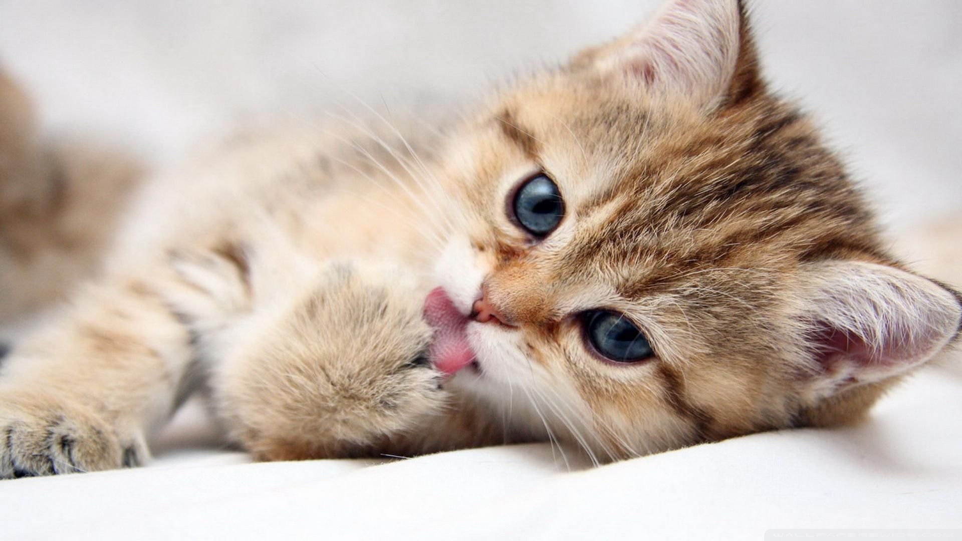 Adorable Cat Wallpaper