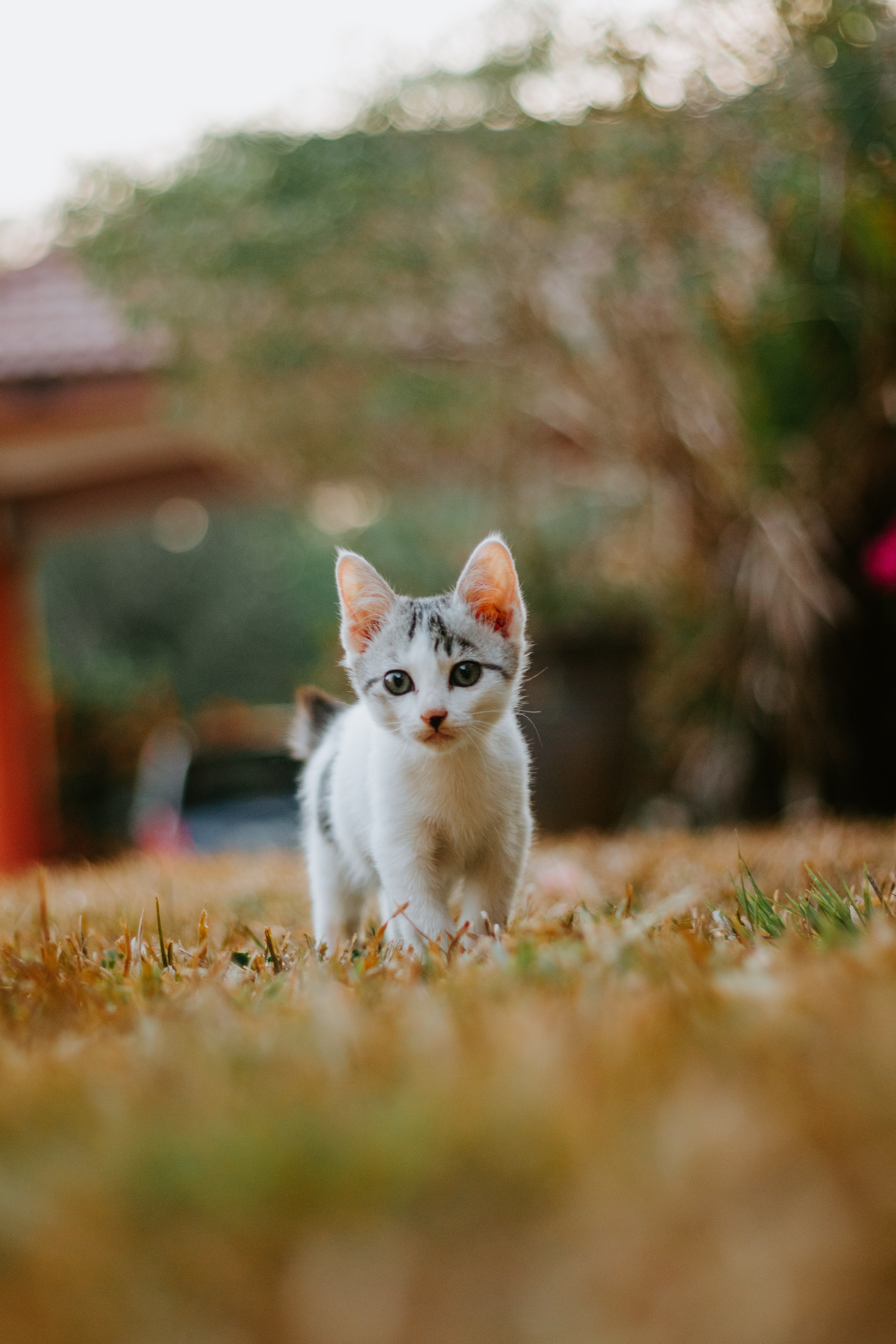 Cute Cat Photo, Download Free Cute Cat & HD Image