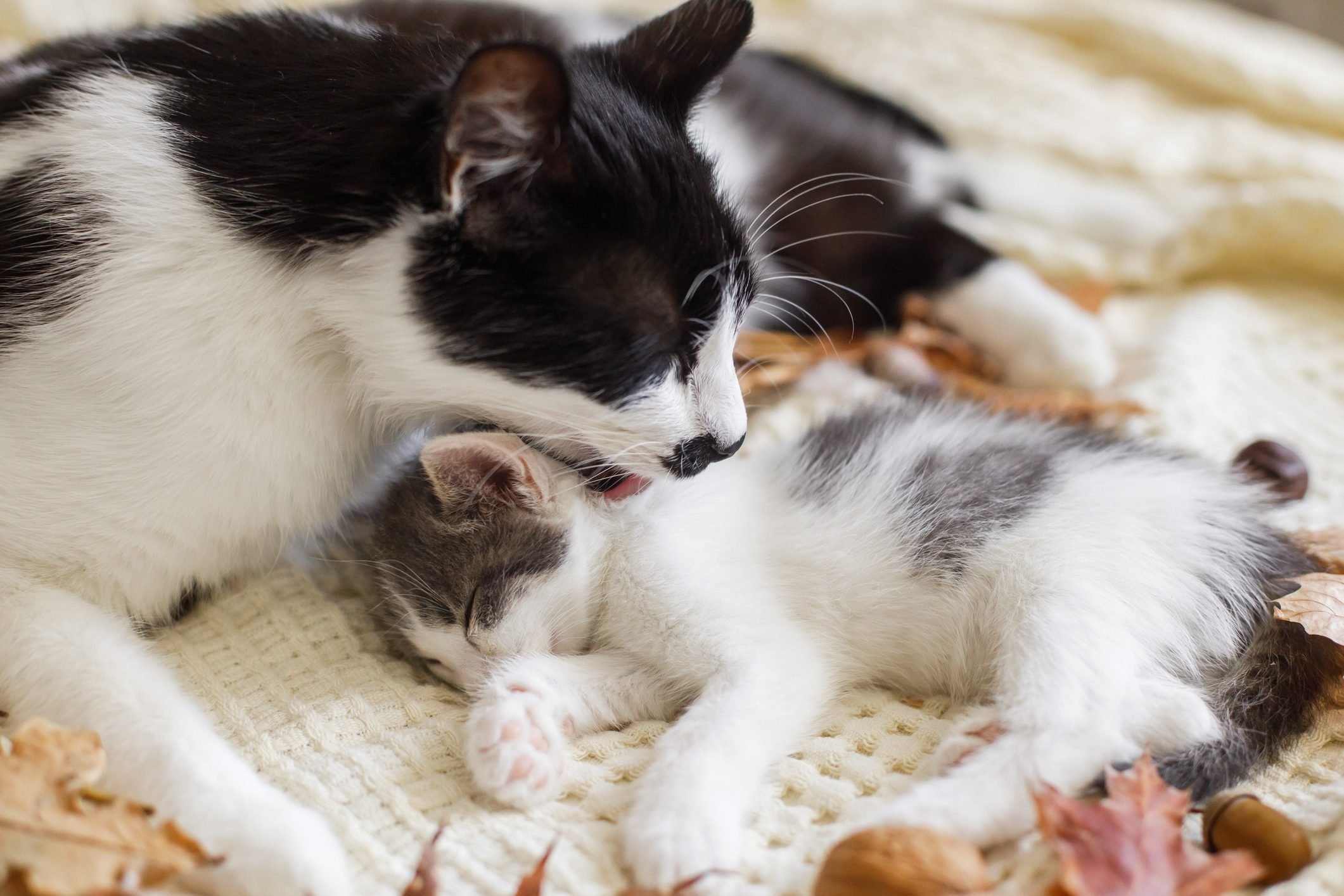 Cute Kittens You Need to See. The Cutest Kitten Photo Ever