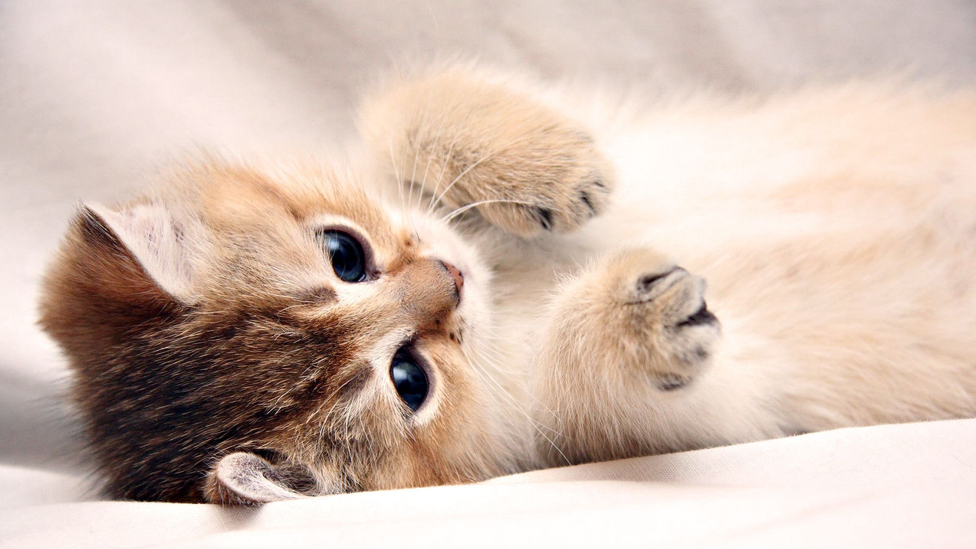 Cute Kitten Desktop Wallpaper