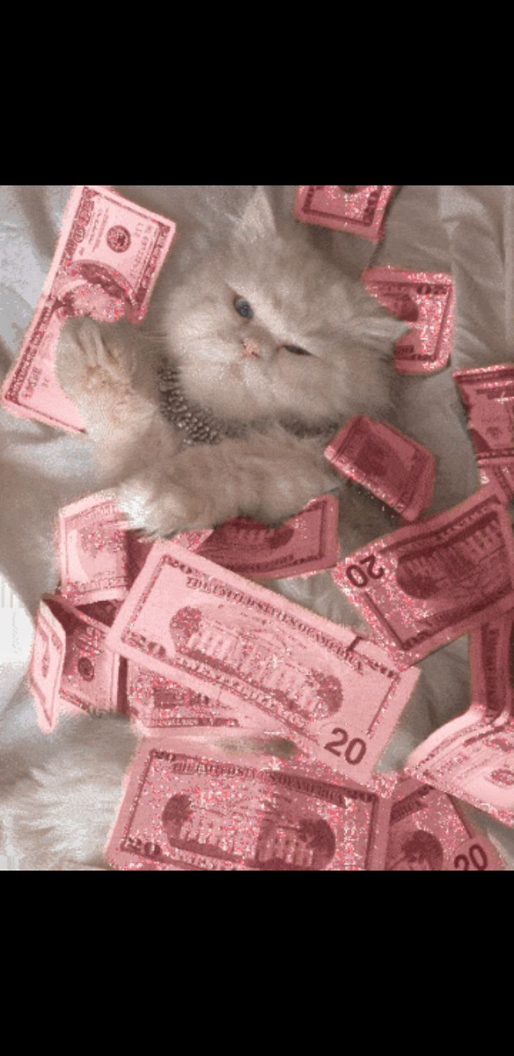 Aesthetic money cat sweet
