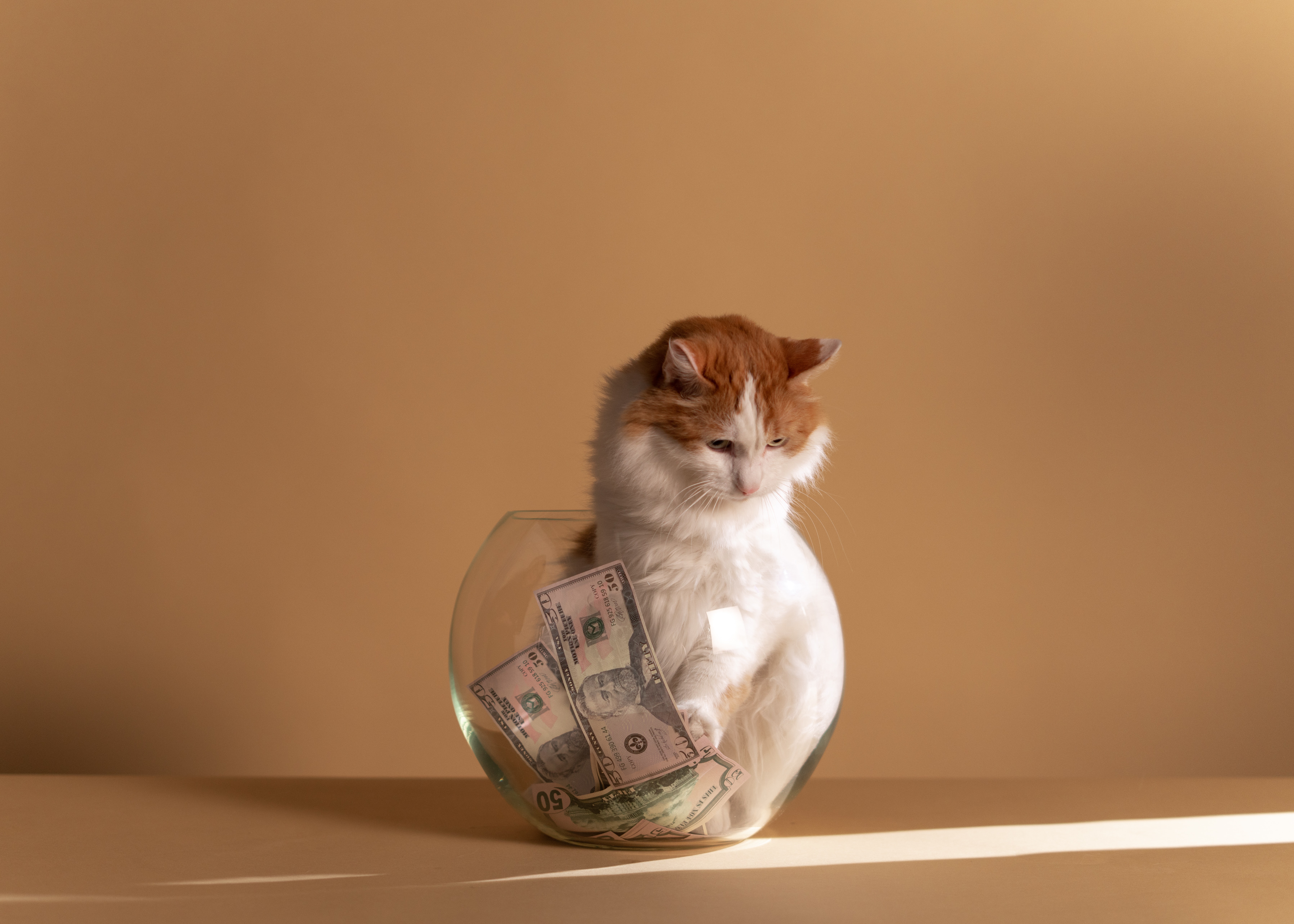 Money Cat Photo, Download Free Money Cat & HD Image
