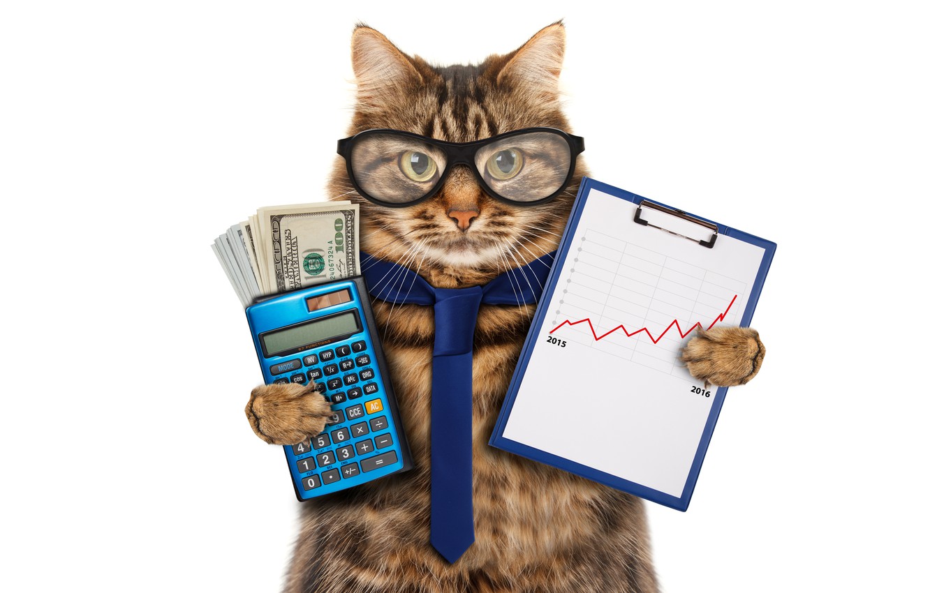 Wallpaper cat, money, humor, glasses, tie, white background, dollars, schedule, the bucks, calculator, accountant image for desktop, section кошки