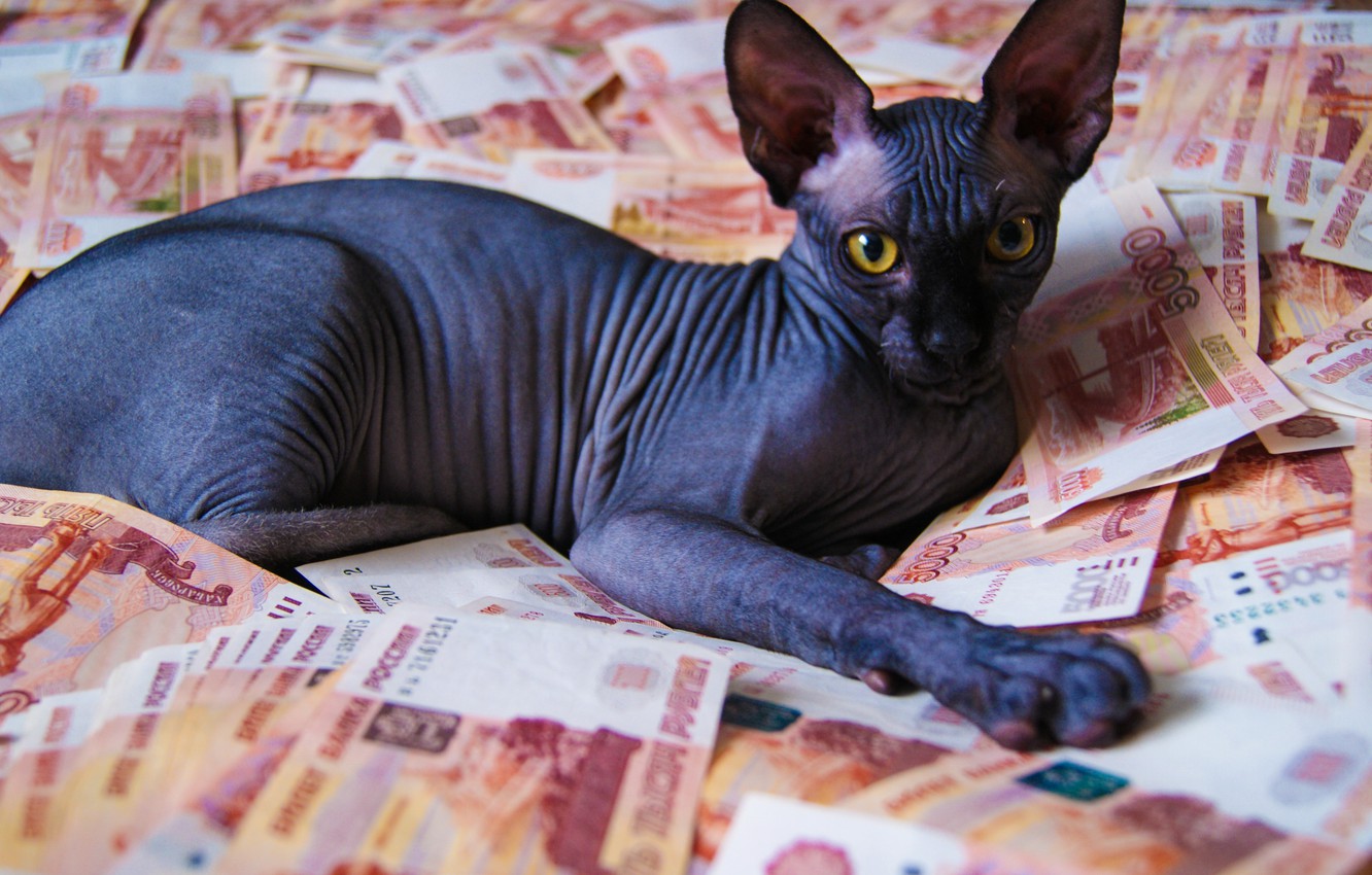 Wallpaper kitty, money, cat money, sphinxes, bald kitty, bald cat, Sphinx kitten image for desktop, section кошки