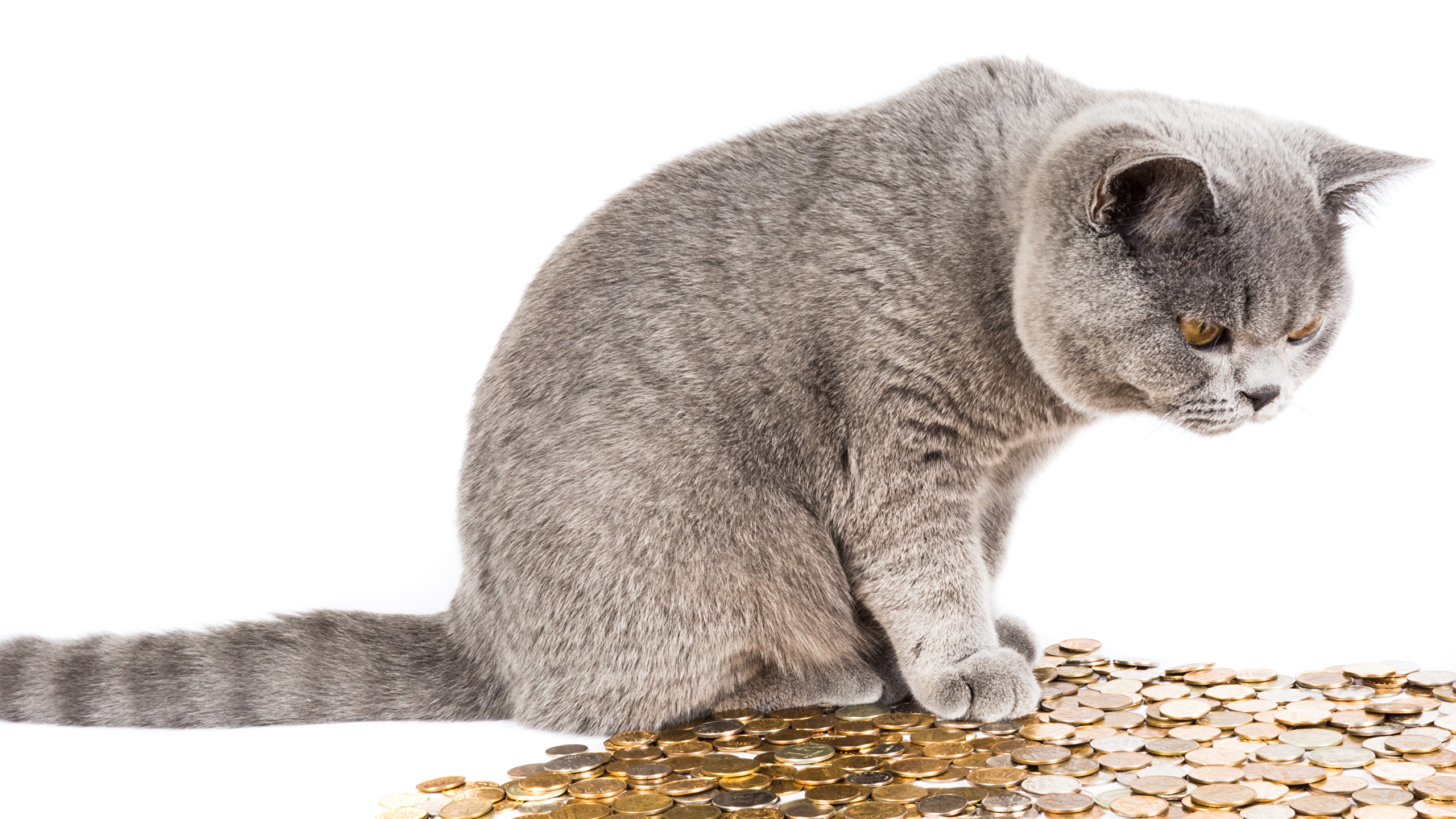 Picture cat Coins Roubles Money animal Staring White 2560x1440