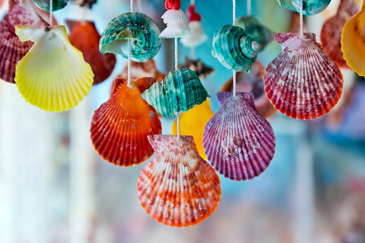 Picture Shells souvenirs Many Closeup