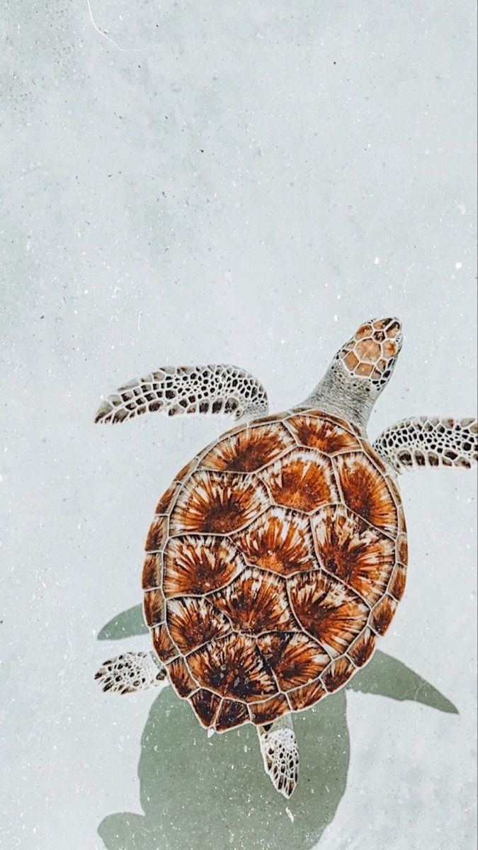 Turtle Art Wallpapers - Wallpaper Cave