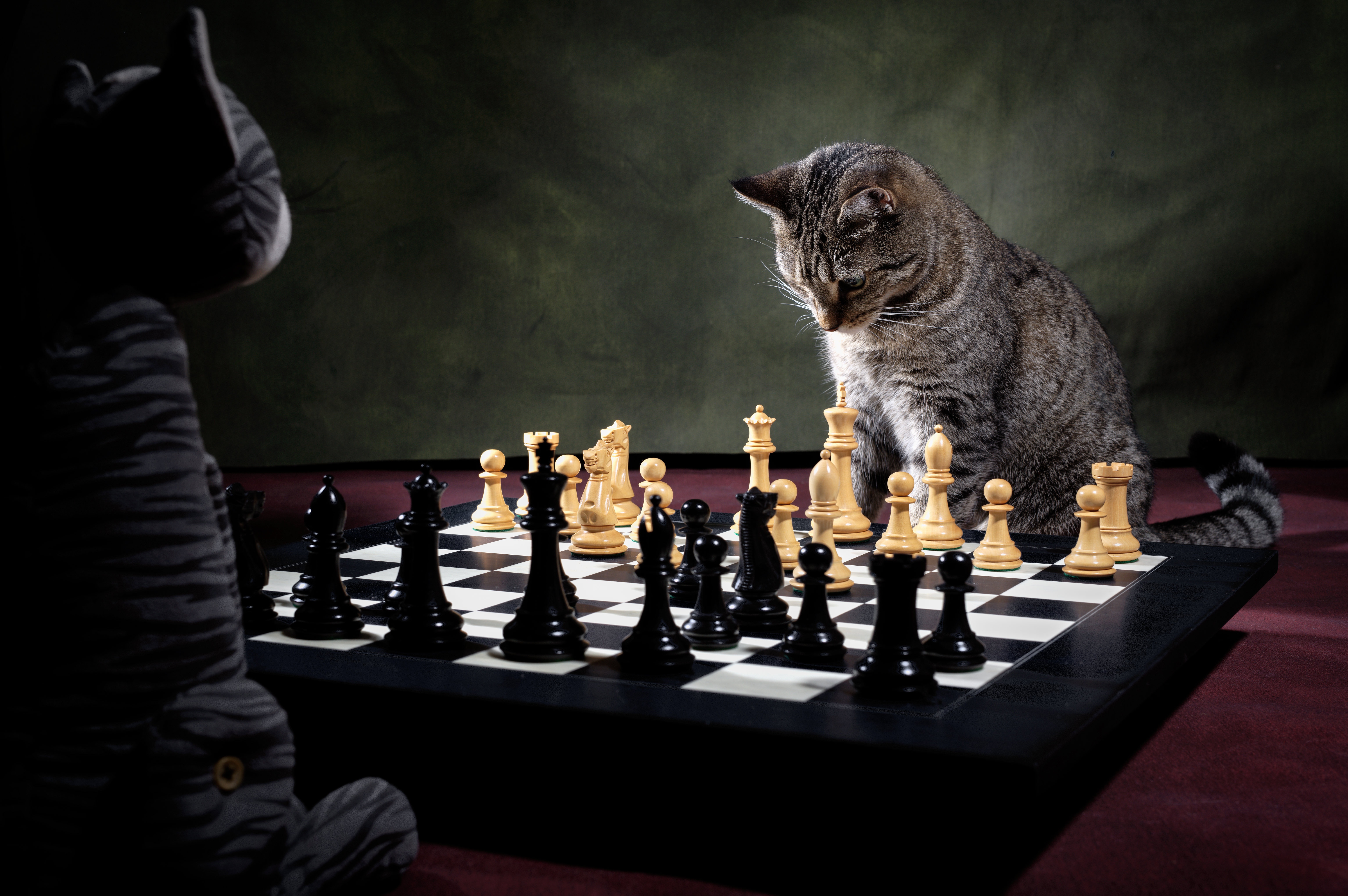 Old chess master Free Photo Download