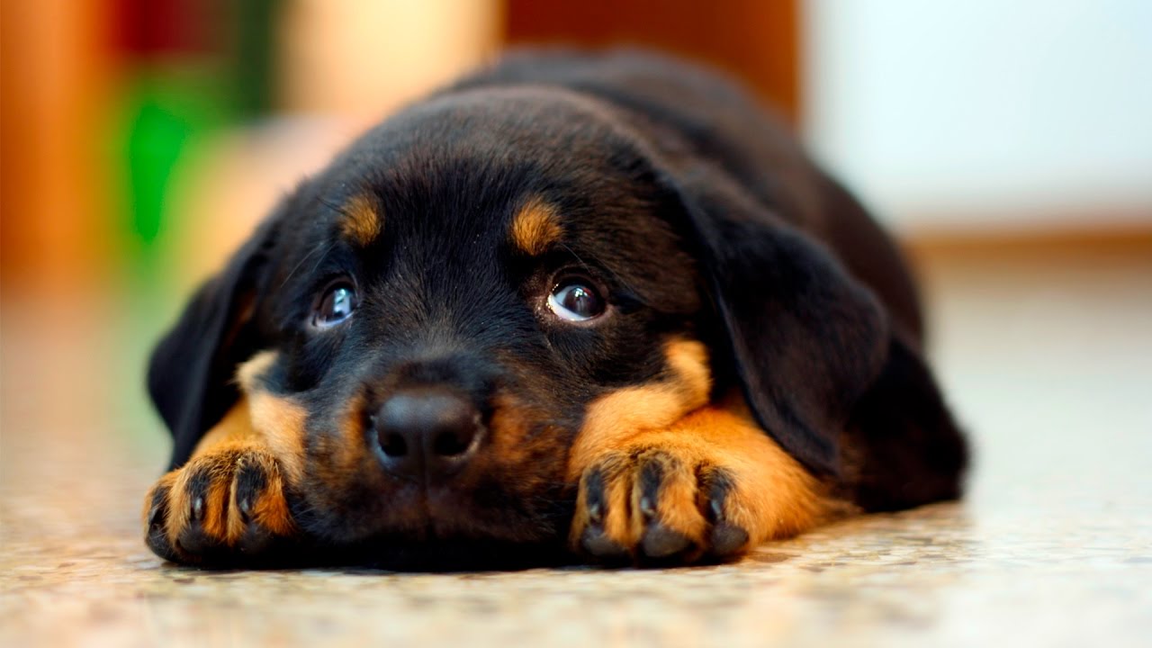 Reasons You Should Cuddle Your Rottweiler More Often