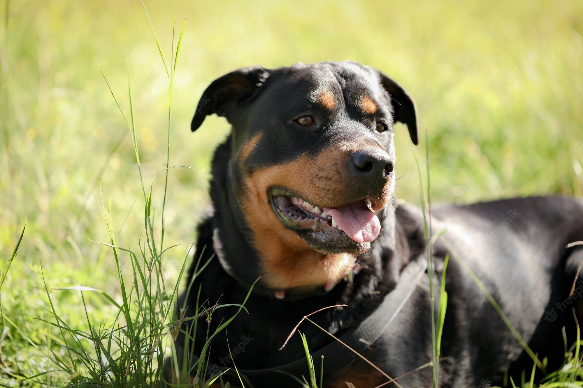 Rottweiler Dog Image. Free Vectors, & PSD