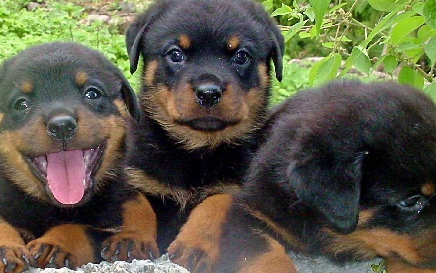 Free download Two Rottweiler Funny Face 1440x900 WallpaperRottweiler 1440x900 [1440x900] for your Desktop, Mobile & Tablet. Explore Rottweiler Wallpaper for Desktop. Rottweiler Wallpaper, Rottweiler Dog Wallpaper, Big