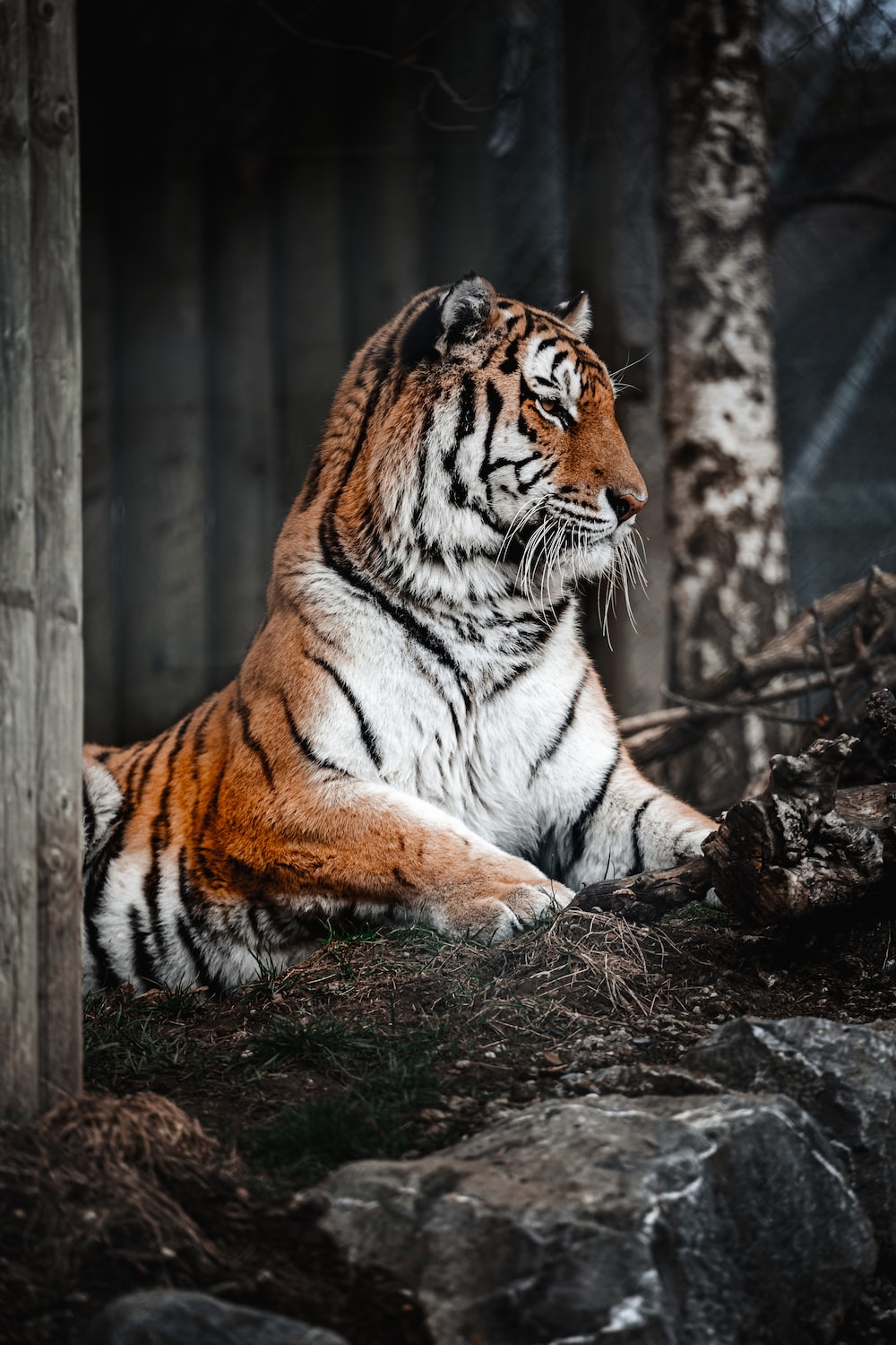Siberian Tiger Picture. Download Free Image