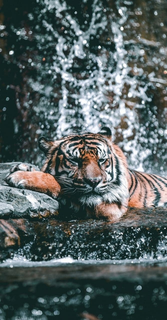 Siberian Tiger Phone Wallpapers Wallpaper Cave