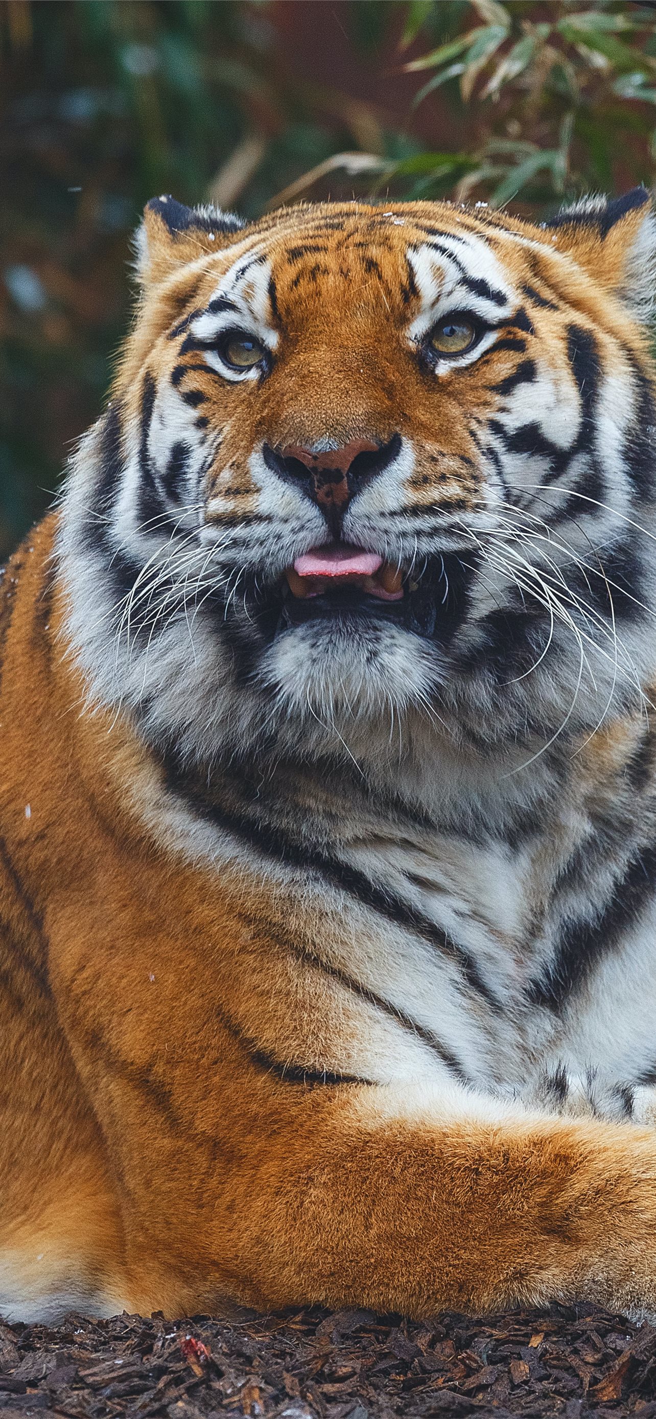 Best Tiger iPhone HD Wallpaper