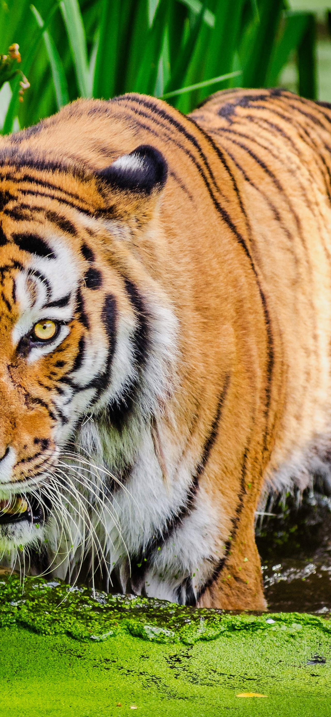 Siberian tiger Wallpaper 4K, Pond, Big cat, Green, Animals