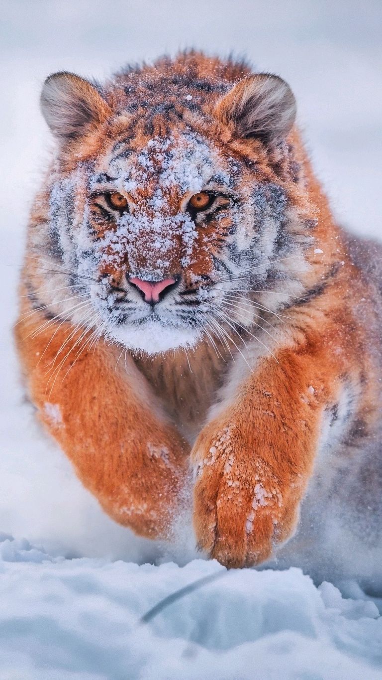 Siberian Tiger IPhone Wallpaper Wallpaper, iPhone Wallpaper