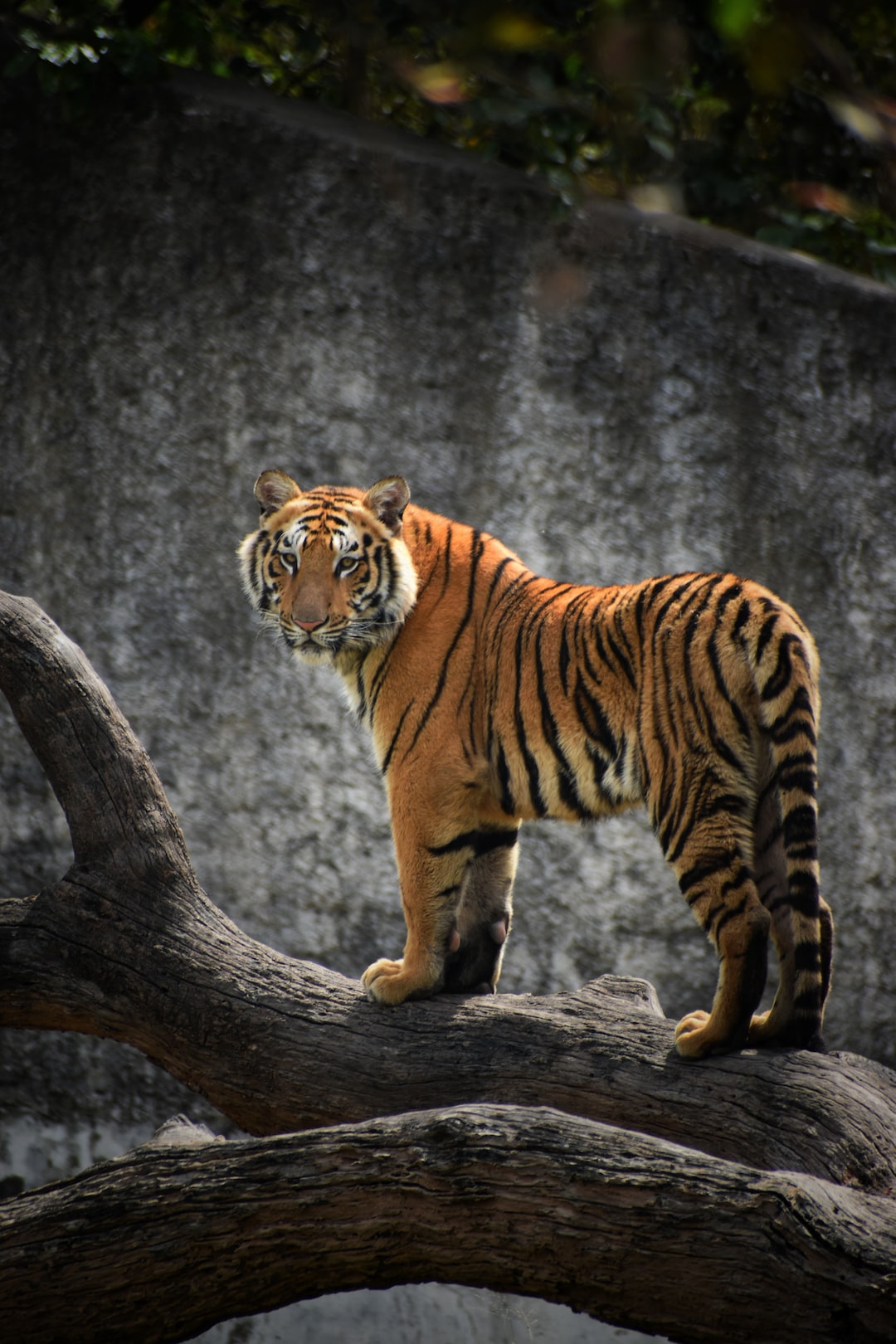 Tiger Picture. Download Free Image