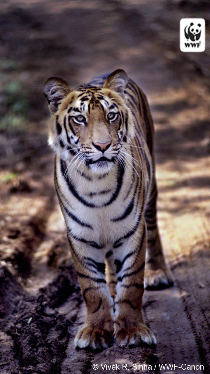 Tiger Mobile Wallpaper. WWF. World Wildlife Fund