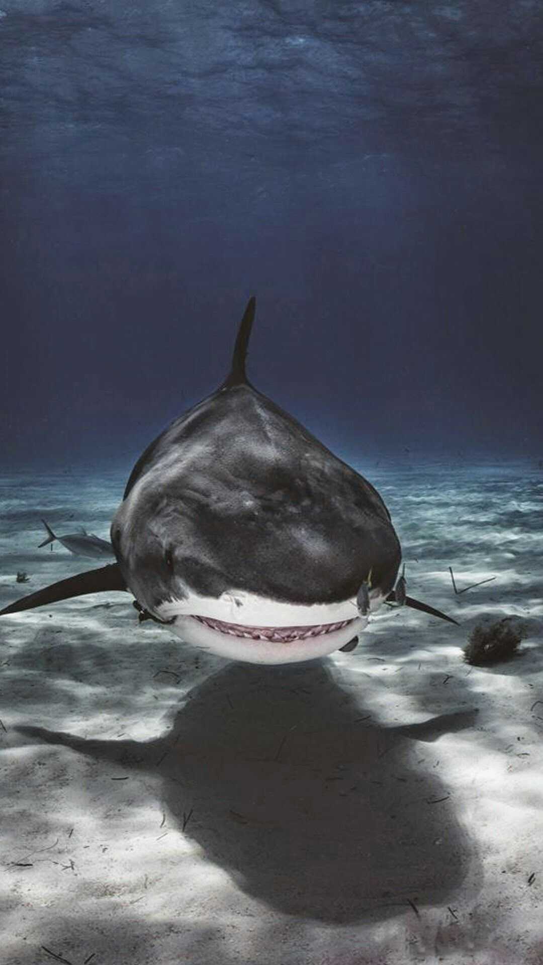 Shark iPhone Wallpaper Free HD Wallpaper