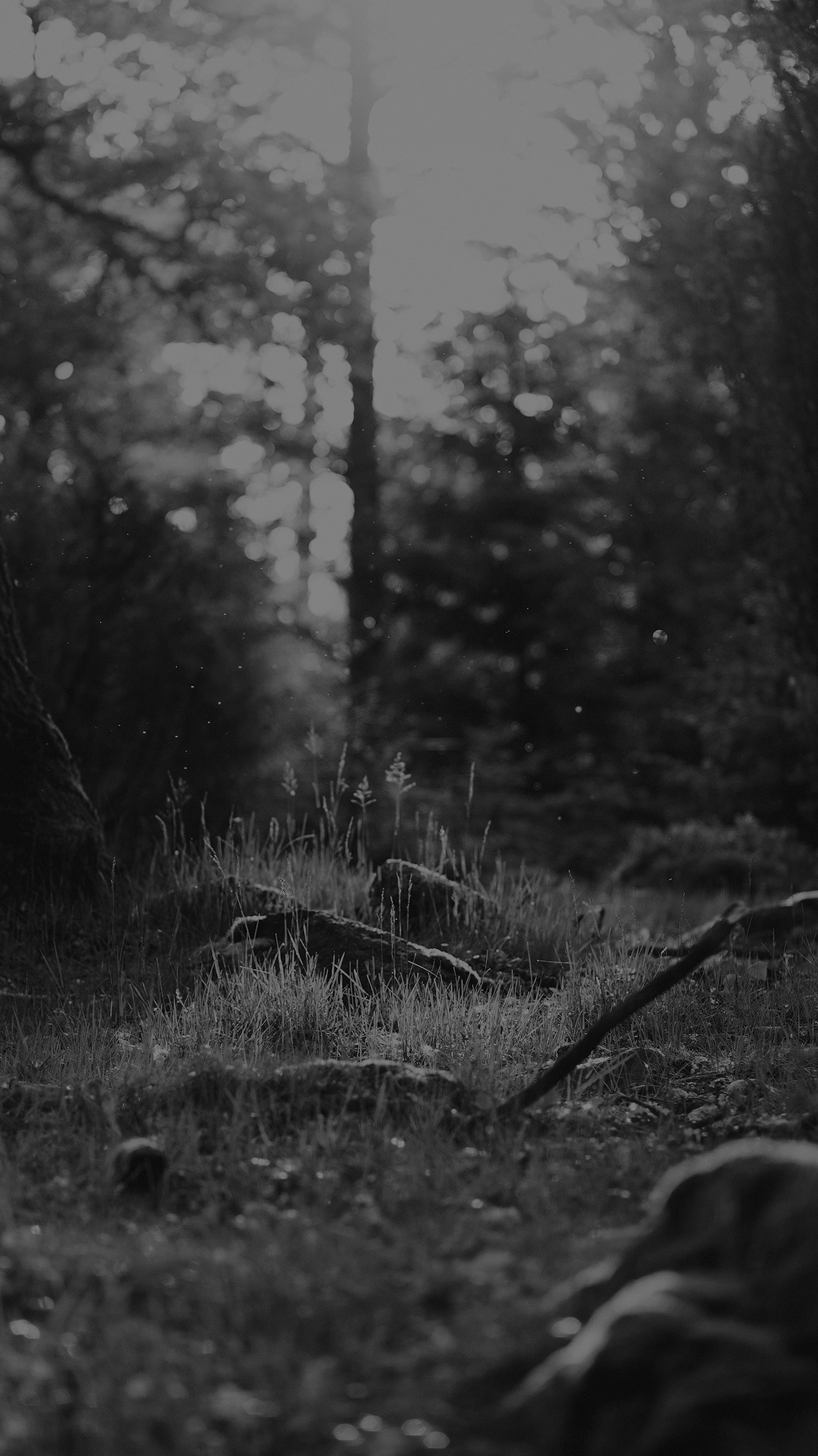 Preto e Branco Forest Nature Eerie Android Wallpaper Whatsapp, Android, iPhone