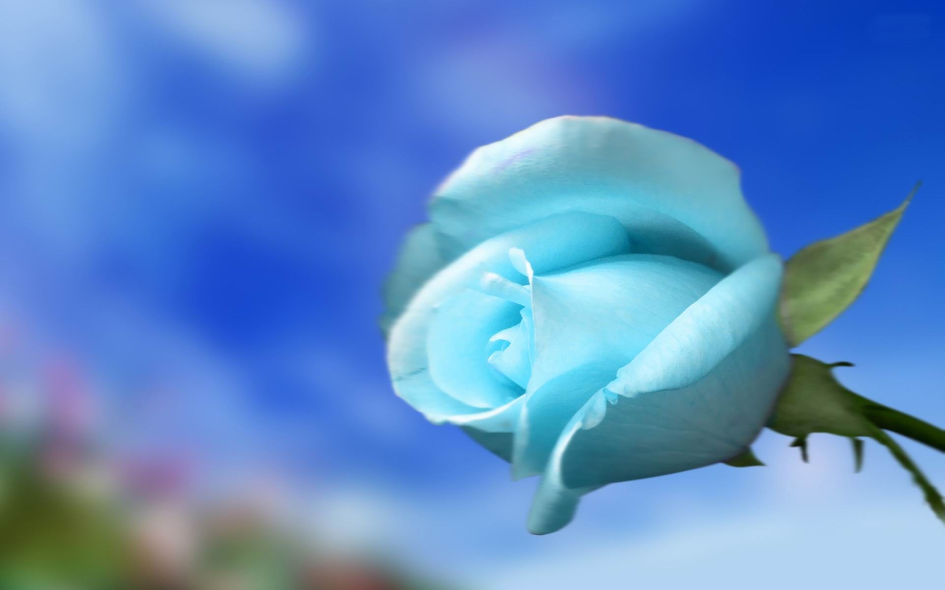 Sky Blue Rose Flower Photography Wallpaper