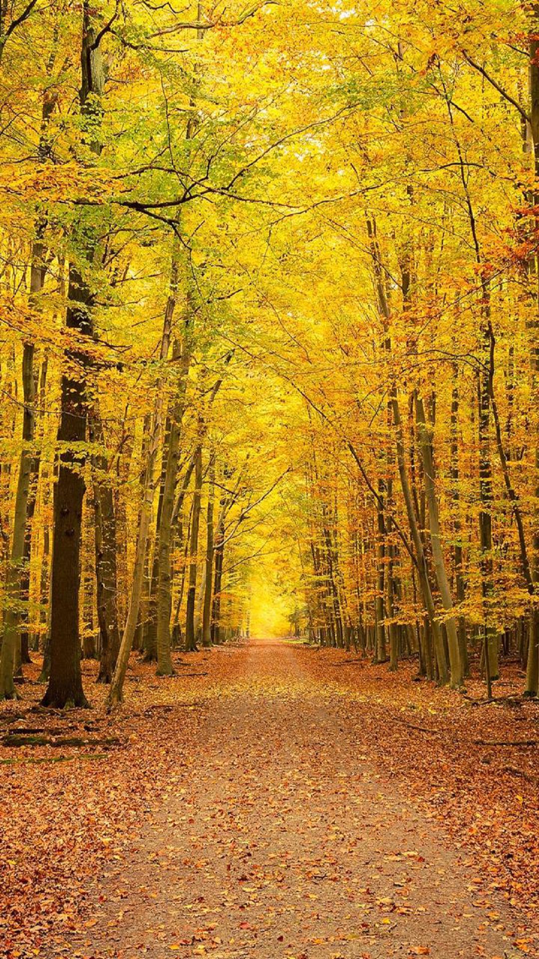 Peaceful path. Autumn forest, Yellow tree, Yellow wallpaper