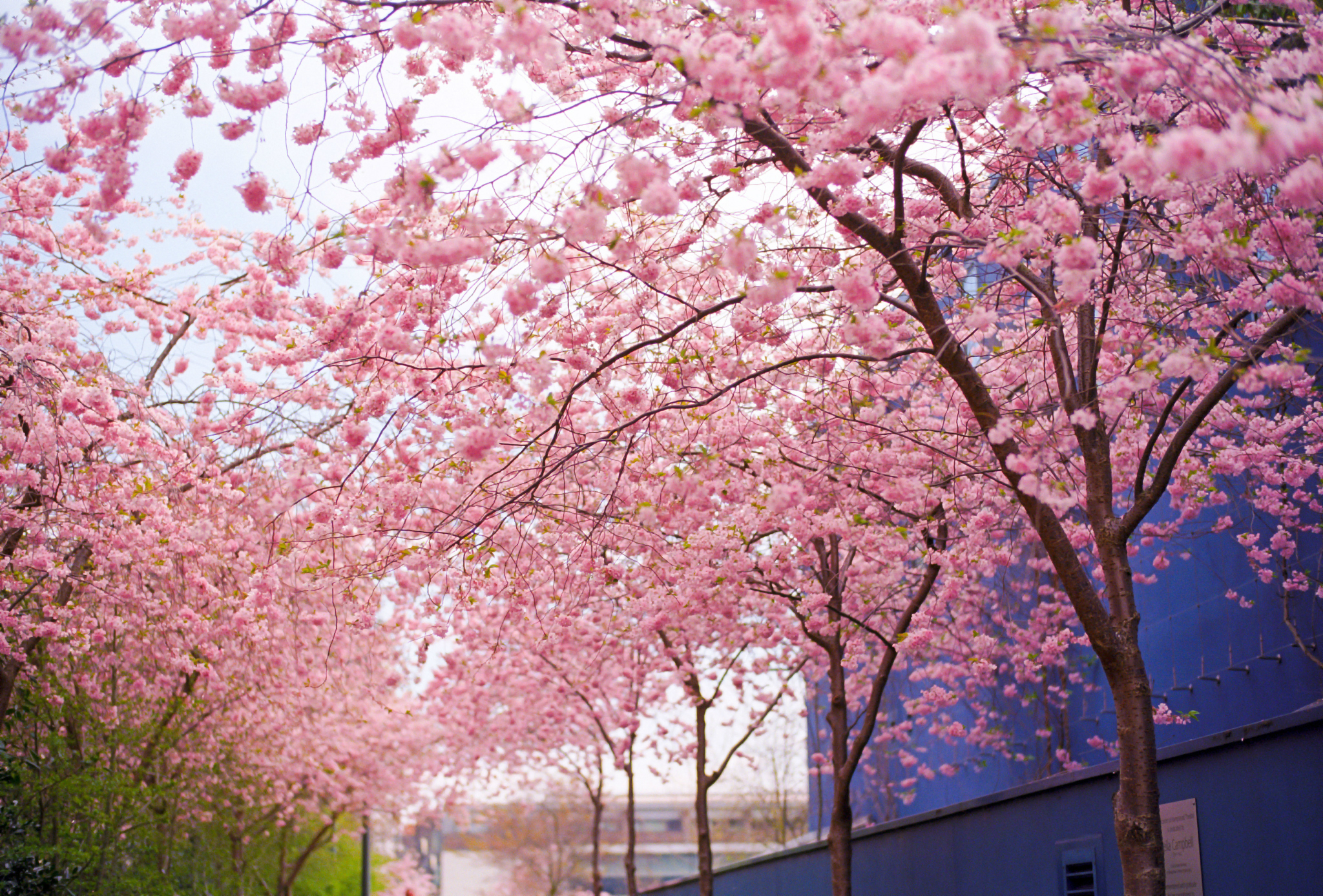 Cherry Blossom HD Wallpaper and Background