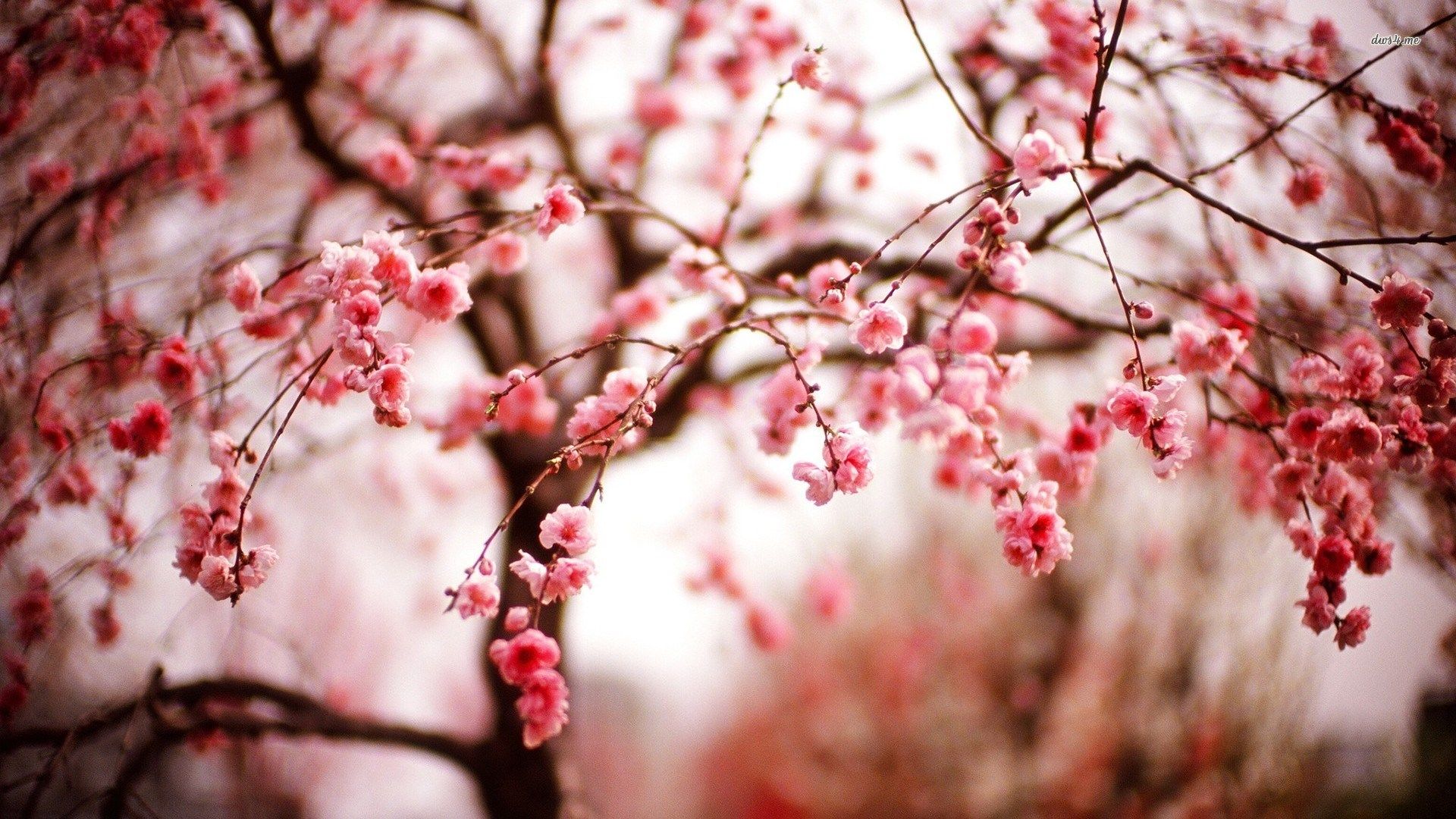 cherry blossom free desktop wallpaper. Cherry blossom wallpaper, Spring flowers wallpaper, Cherry blossom tree