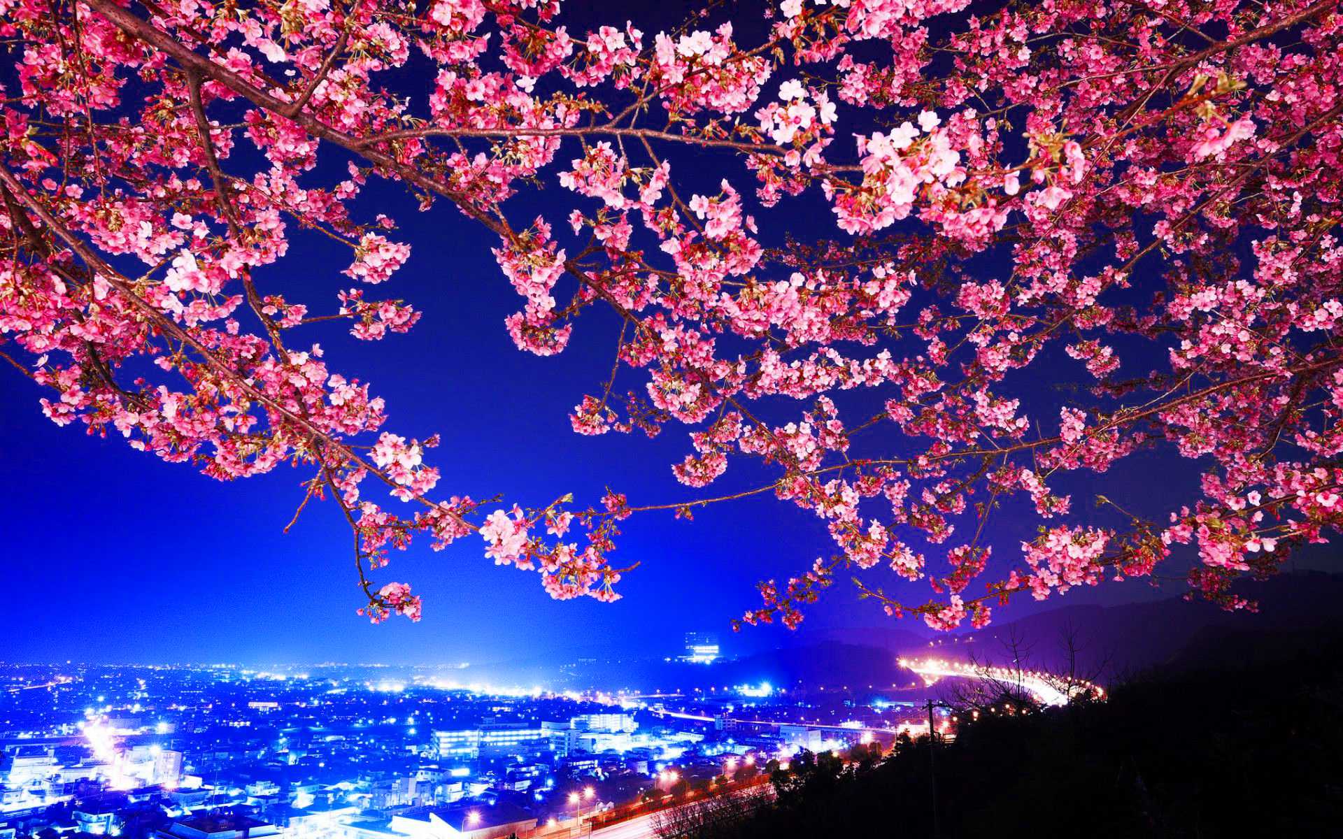 Desktop Cherry Blossom Wallpaper