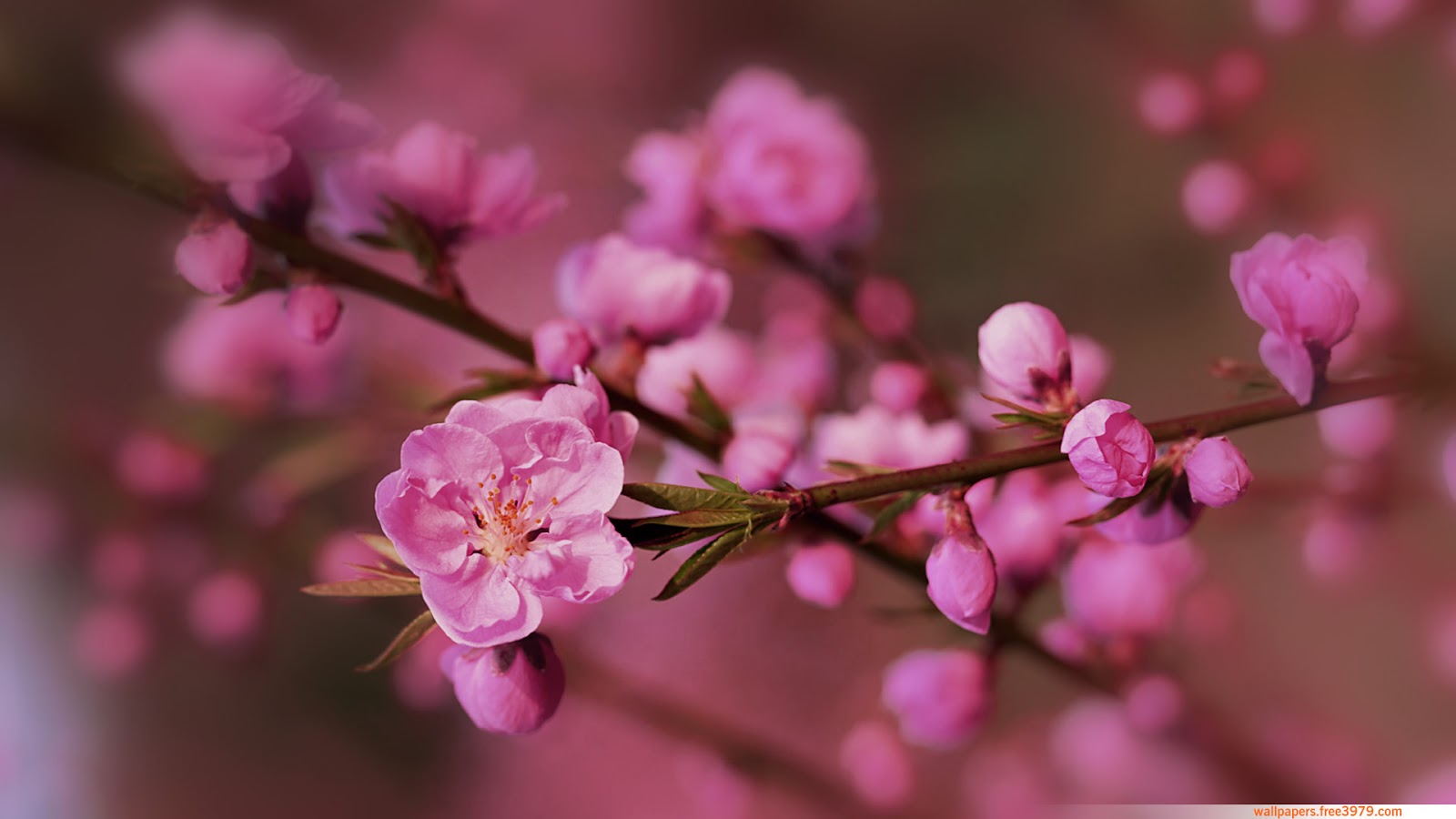Free download Cherry Blossom Wallpaper desktop wallpaper wallpaper wallpaper [1600x900] for your Desktop, Mobile & Tablet. Explore Cherry Blossom Desktop Background. Free Cherry Blossom Wallpaper, Cherry Blossom Picture Wallpaper