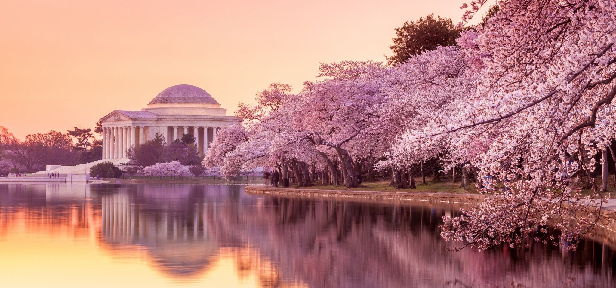 Cherry Blossoms Washington DC Desktop Wallpaper