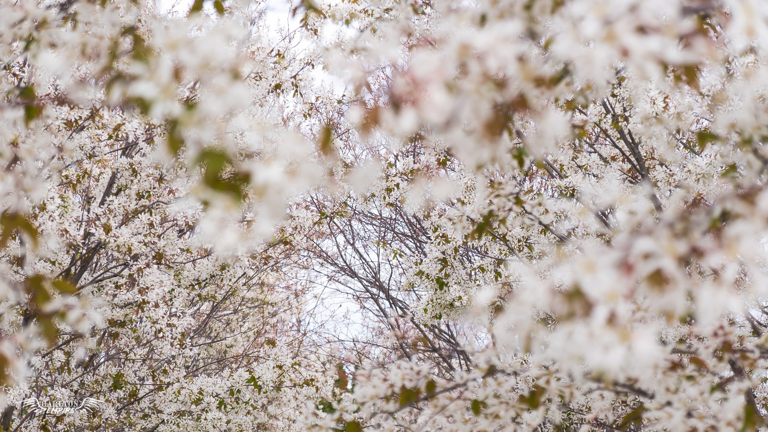 Free Cherry Blossom Desktop Wallpaper
