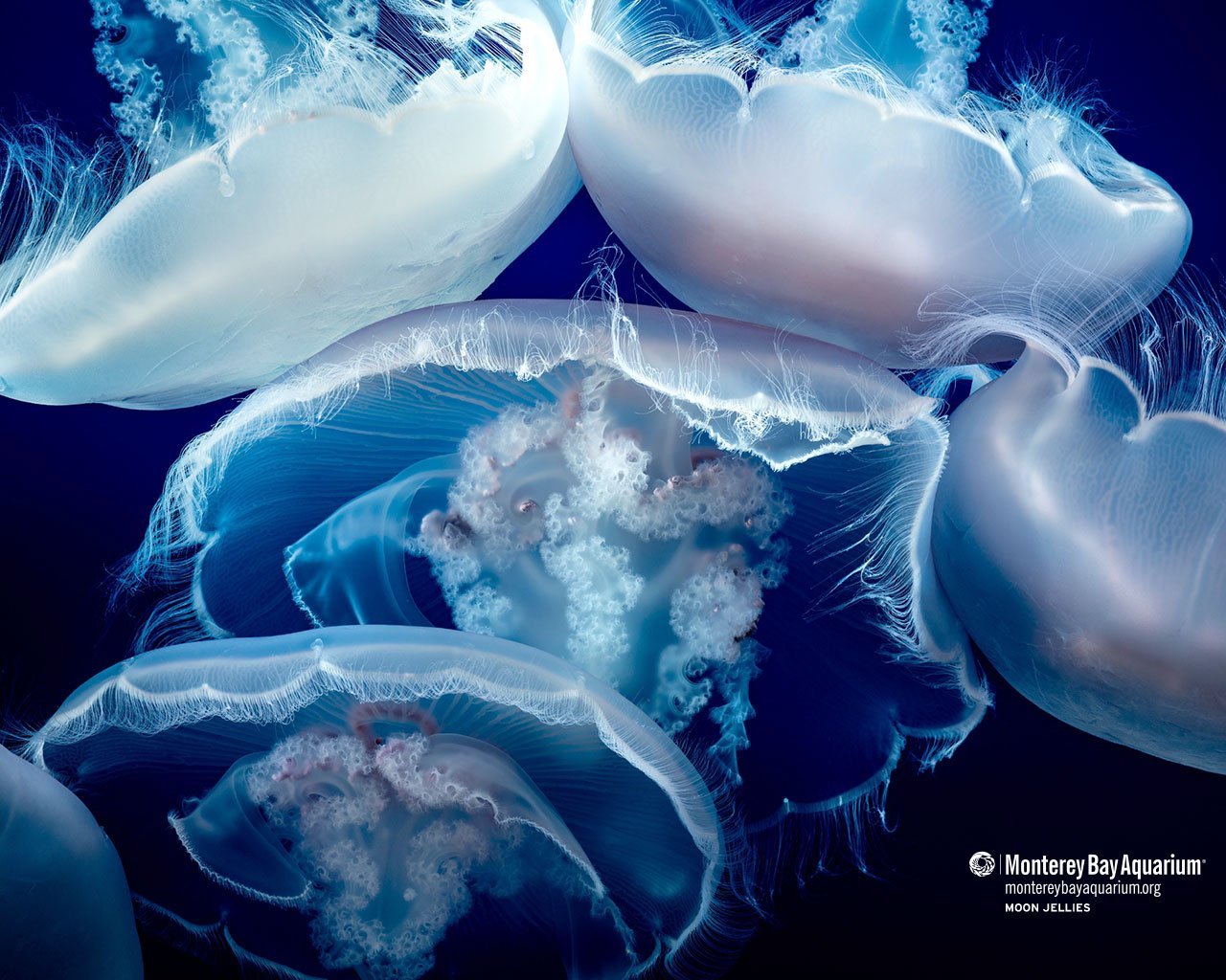 Moon jellies. Wallpaper. Monterey Bay Aquarium