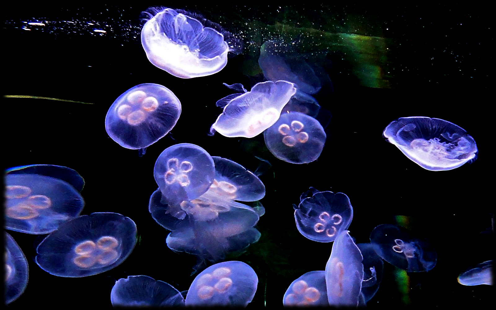 Moon Jellyfish Wallpaper. Macbook air wallpaper, Jellyfish, Atlantis