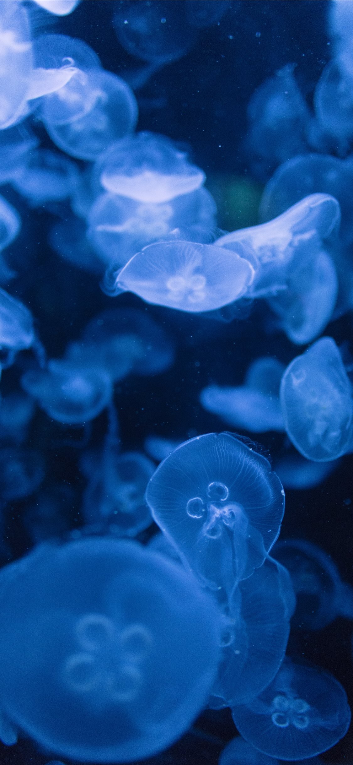 Best Jellyfish iPhone X HD Wallpaper