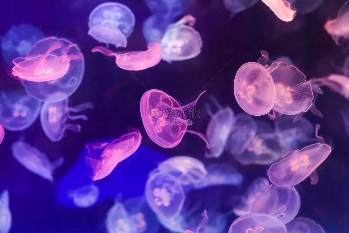 Purple Moon Jellyfish Picture And HD Photo. Free Download On Lovepik
