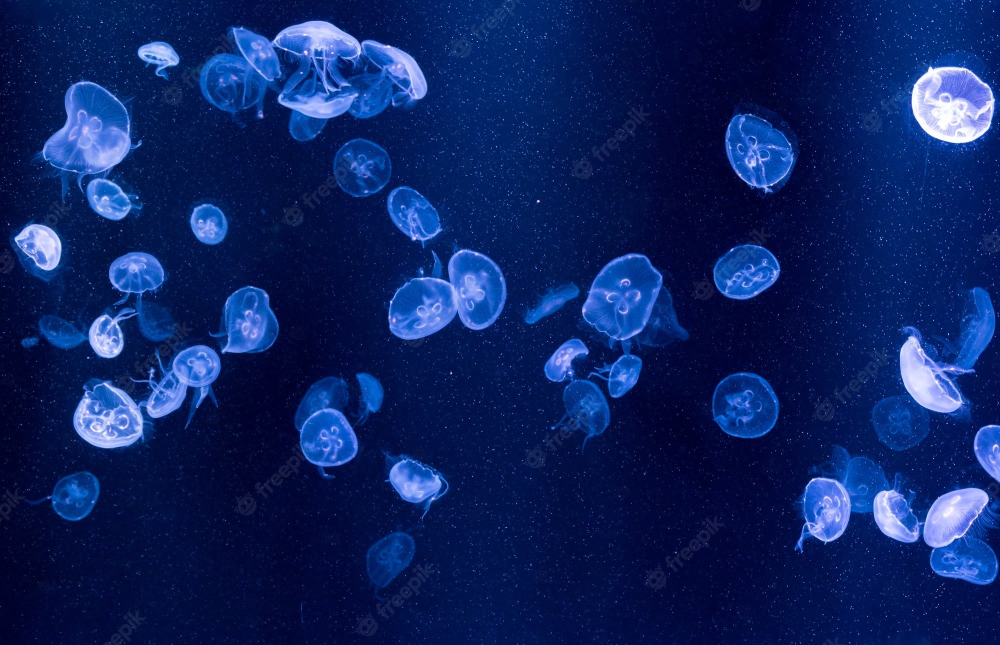 Moon Jellyfish Image. Free Vectors, & PSD