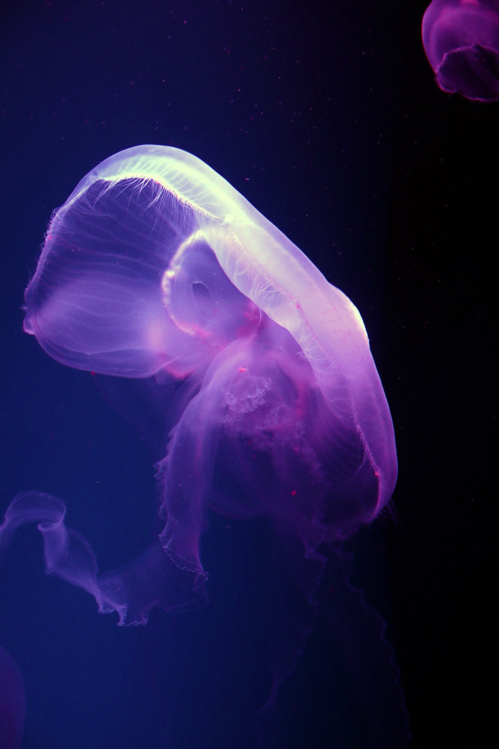 Moon Jellyfish Picture. Download Free Image