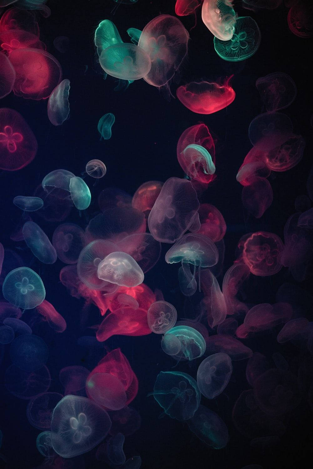 Download Jellyfish Wallpaper