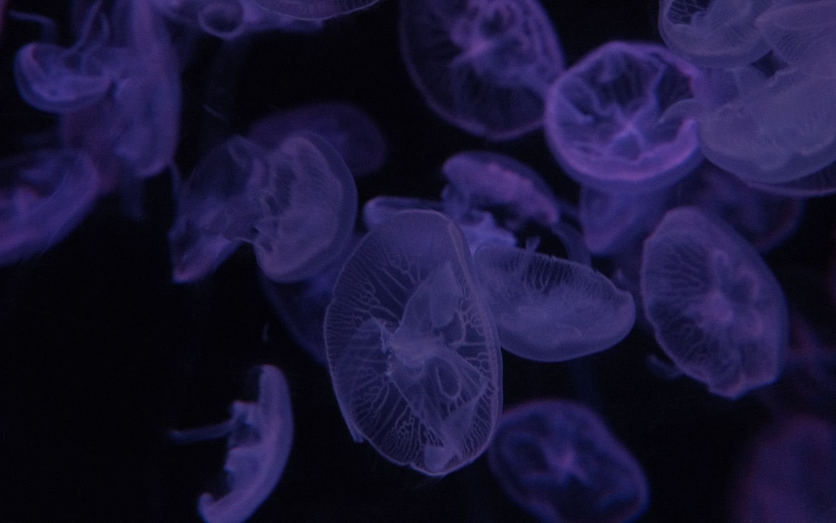 Download wallpaper 1680x1050 jellyfish, dark, beautiful, purple widescreen 16:10 HD background